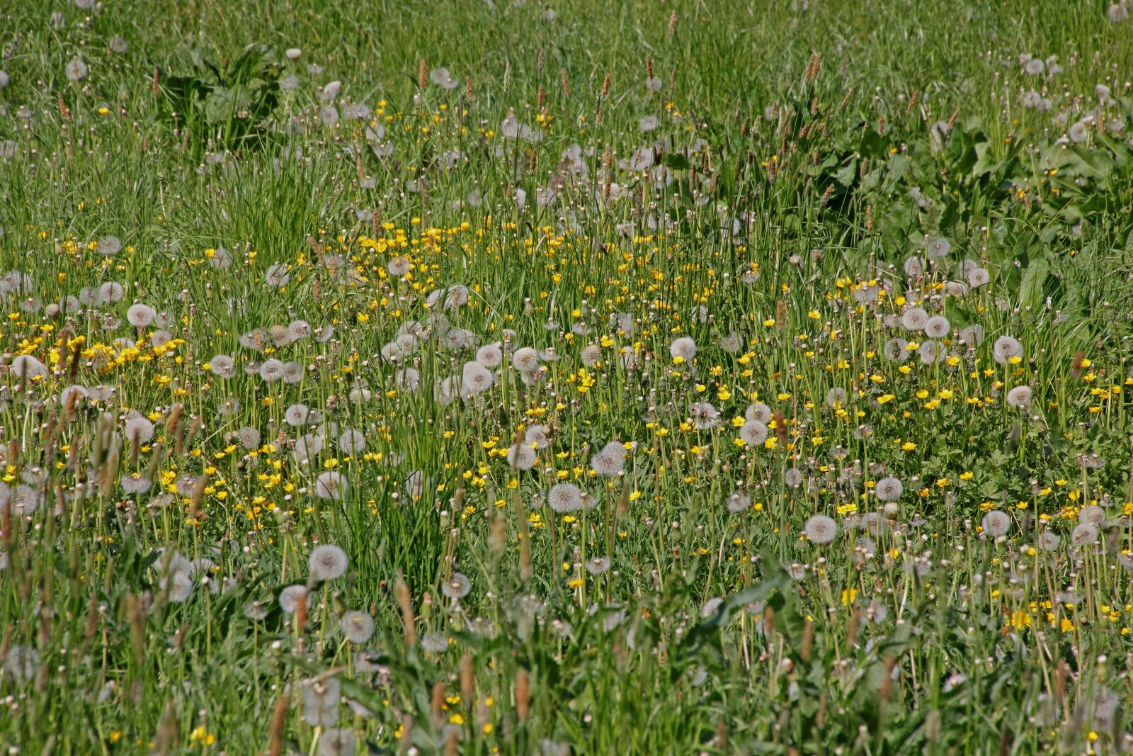 Canon EOS 60D sample photo. Meadow, dandelion, green photography