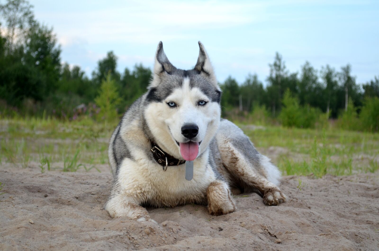 Nikon D5100 sample photo. Husky, dog, summer photography