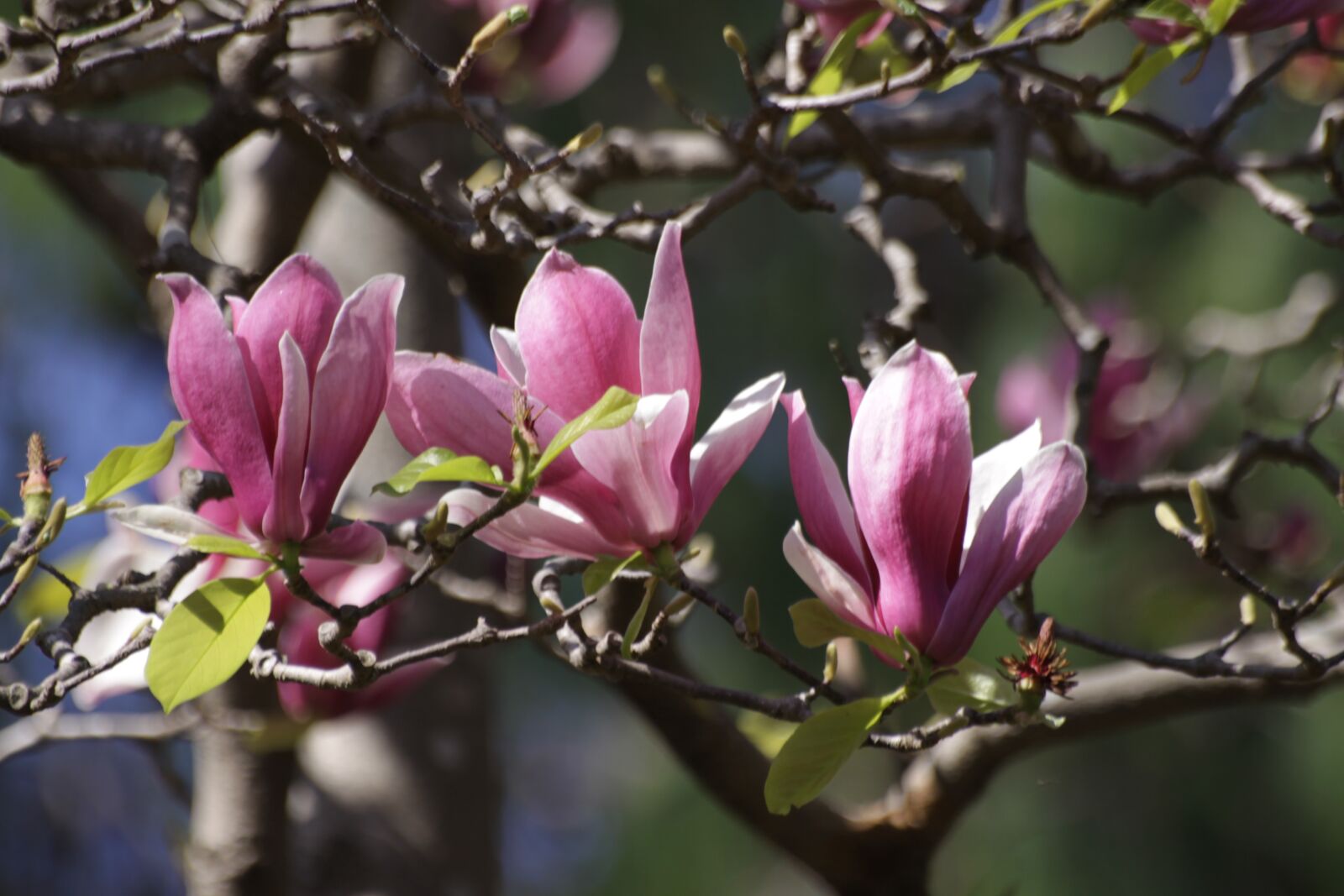 Canon EOS 50D sample photo. Now magnolia, magnolia, my photography