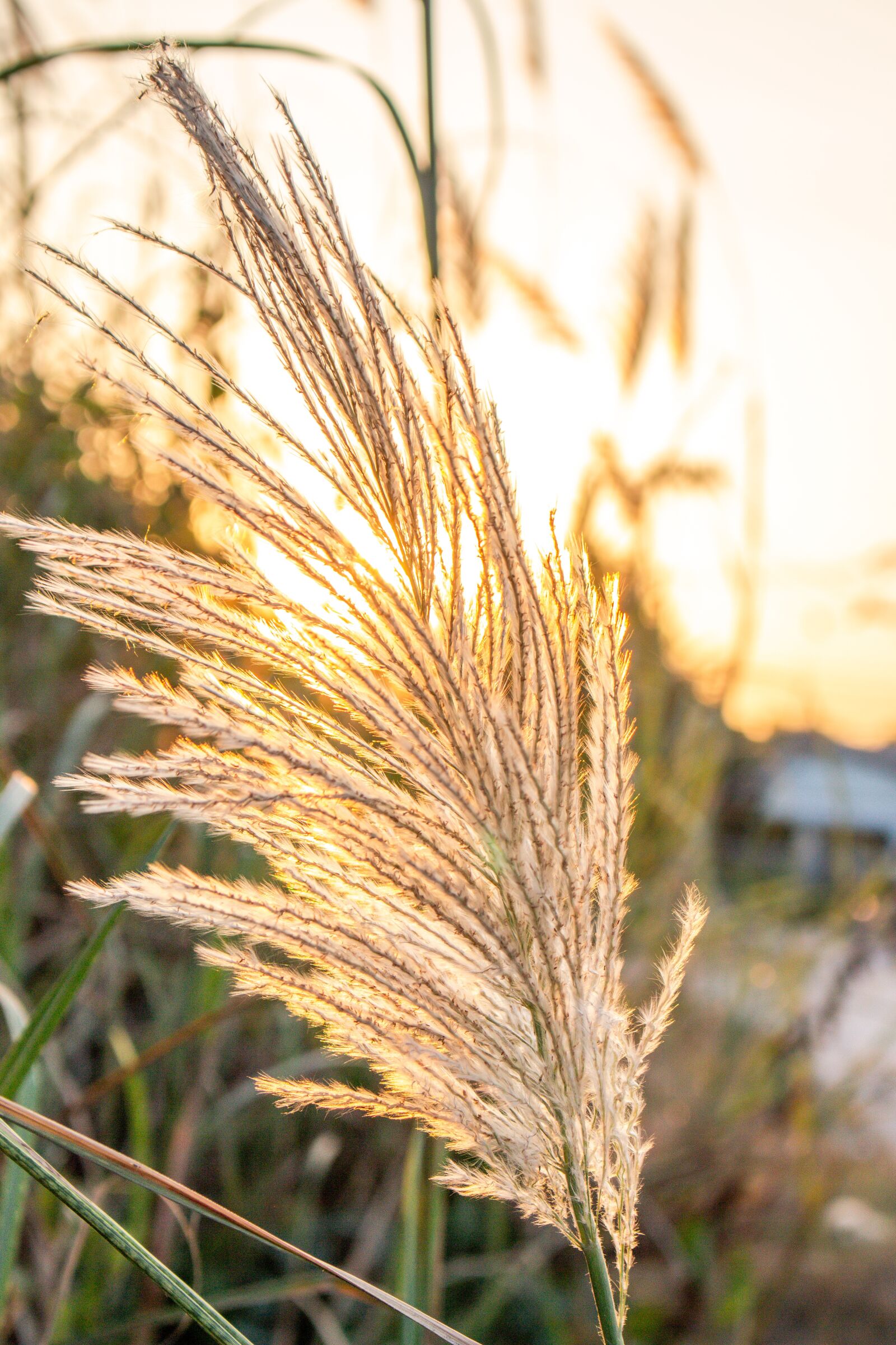Canon EOS 700D (EOS Rebel T5i / EOS Kiss X7i) sample photo. Sky, west, grass photography