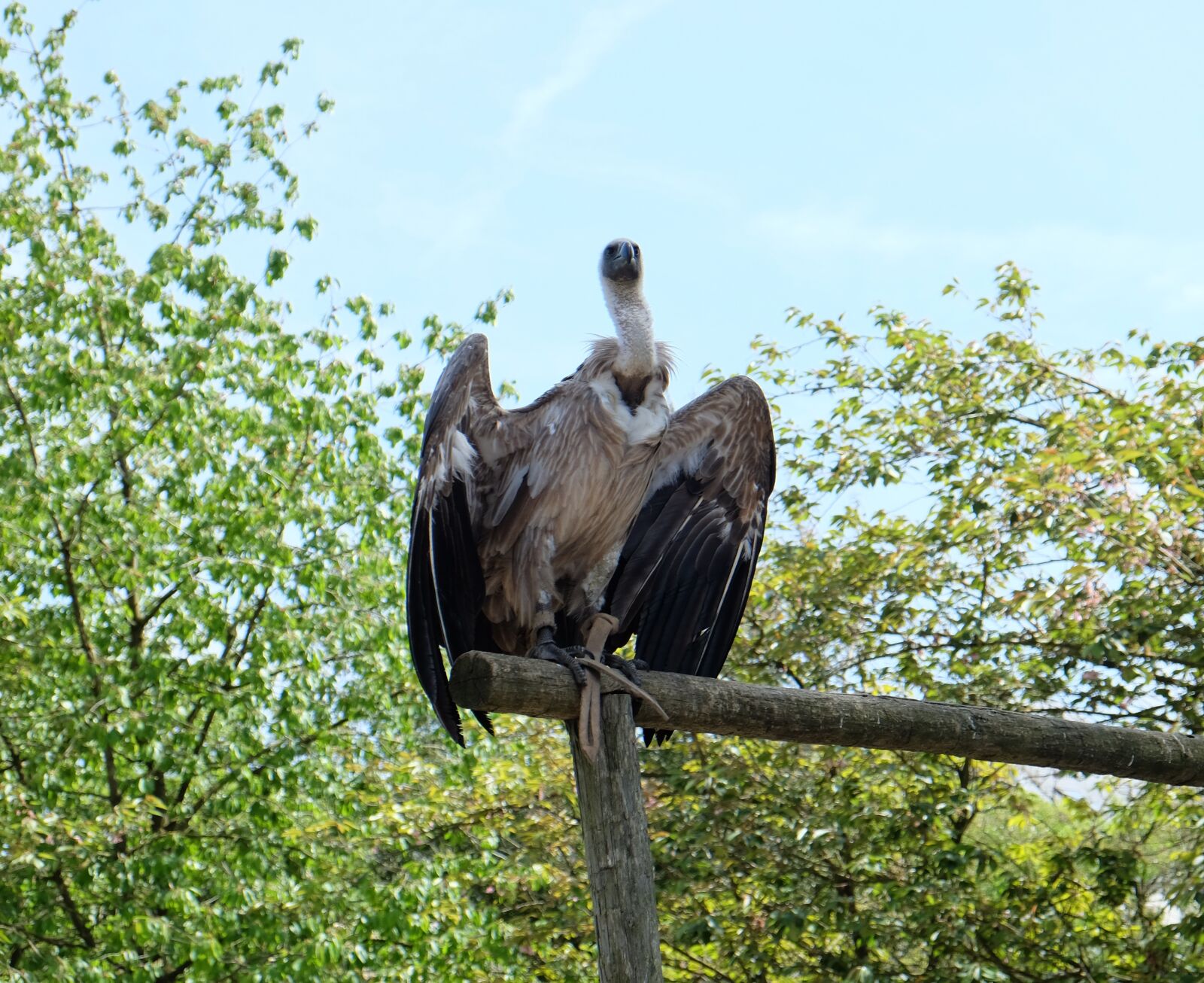 Fujifilm X-E2 sample photo. Vulture, wings, bird photography