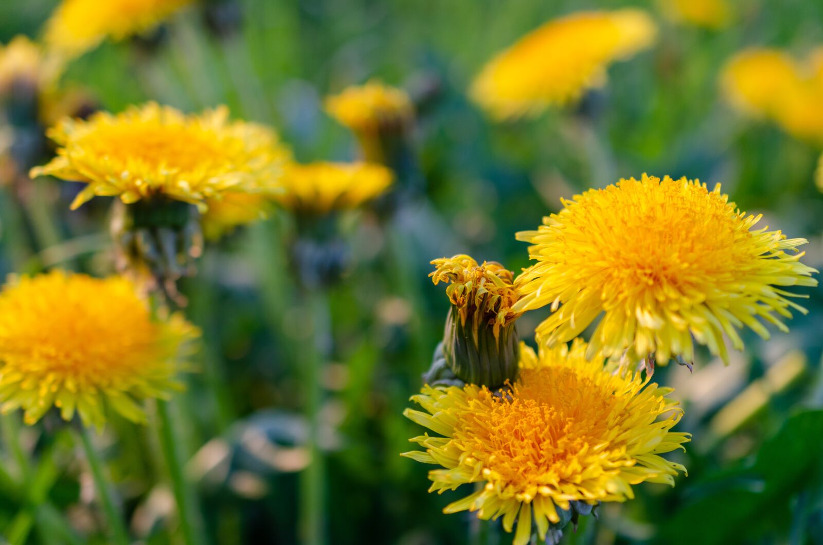 Nikon D7000 sample photo. Dandelion, blossom, bloom photography
