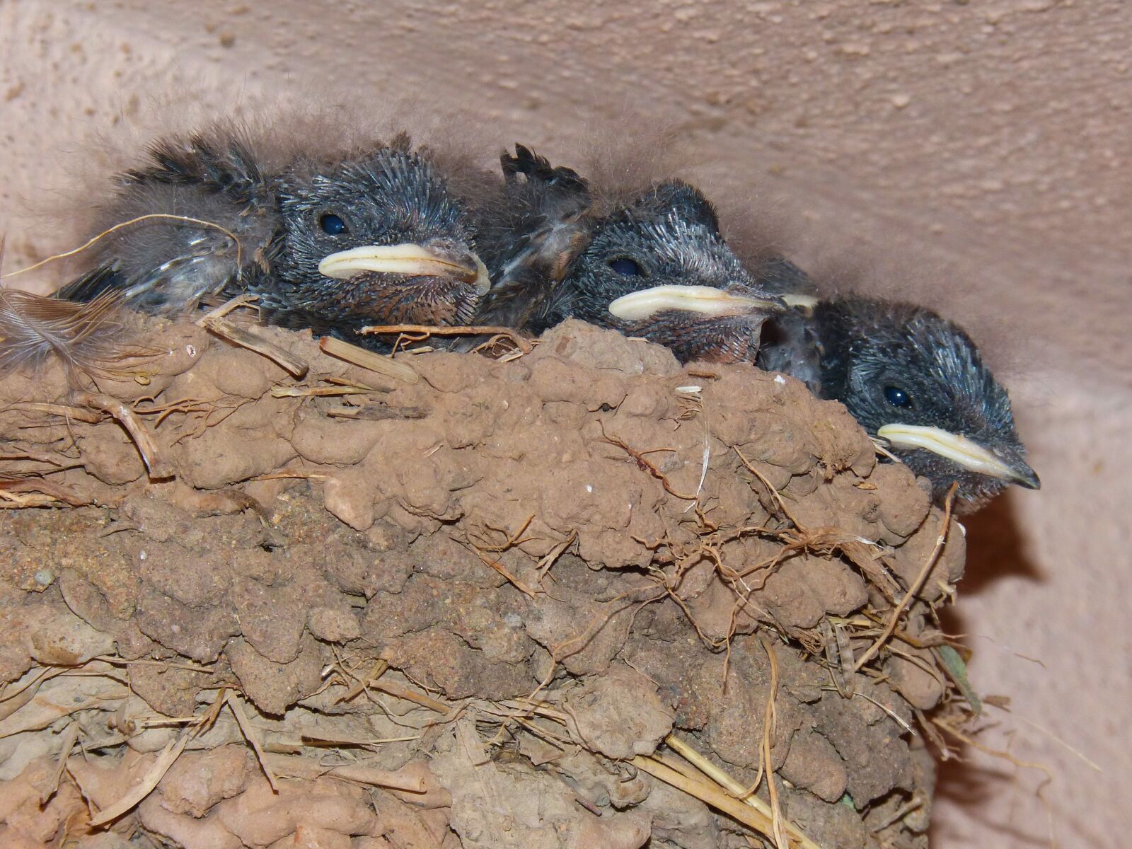 Panasonic DMC-FZ62 sample photo. Nest, chicks, swallow photography