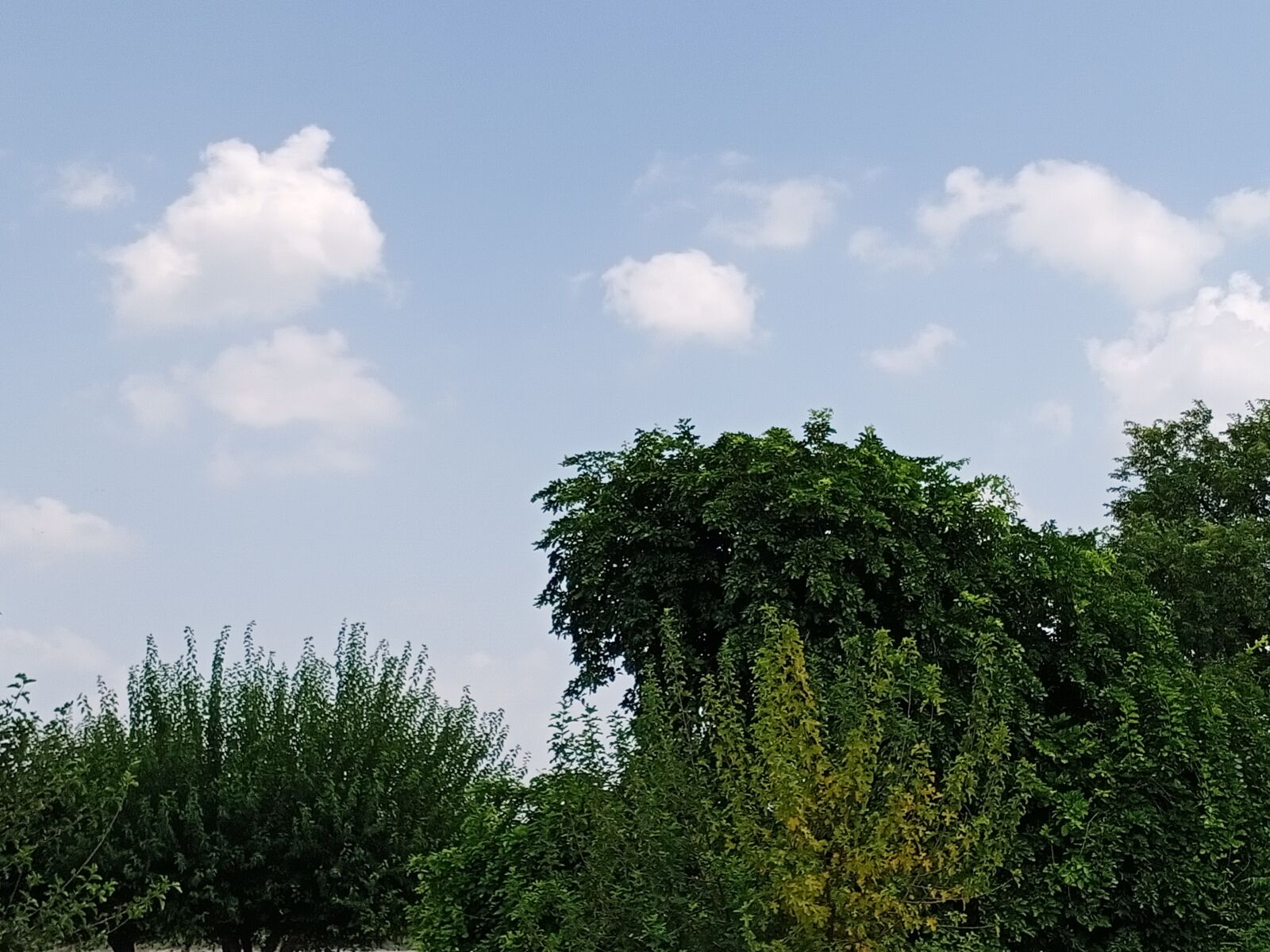 vivo 1907_19 sample photo. Nature, tree, sky photography