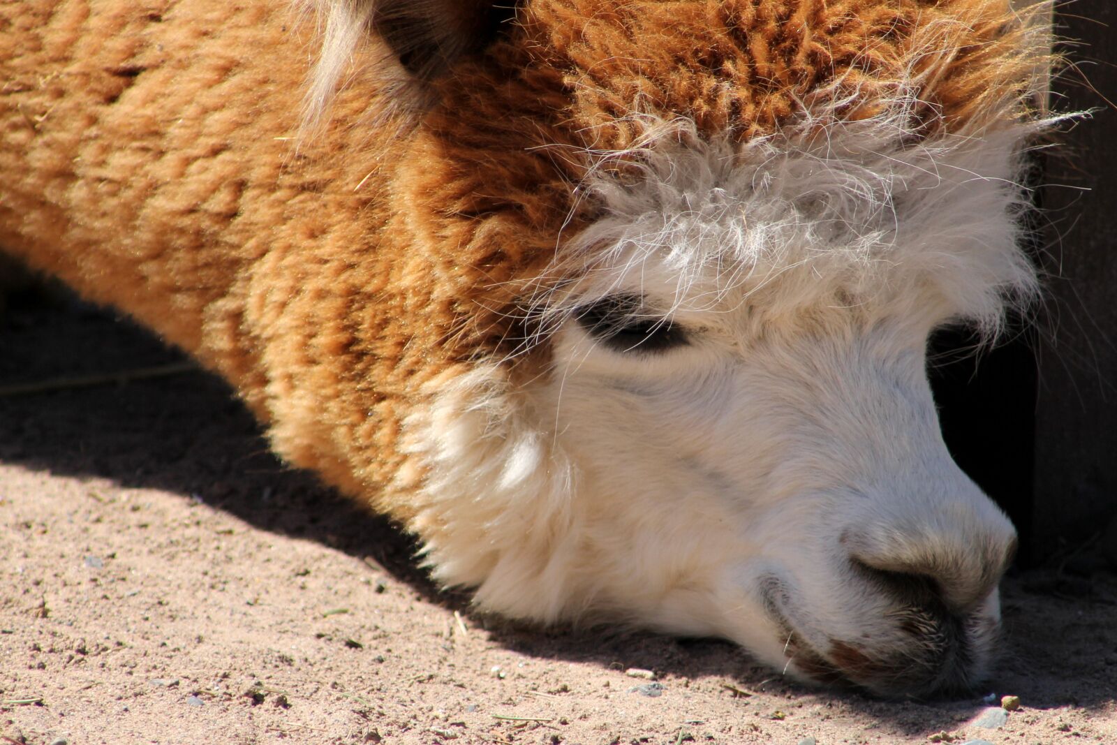 Canon EF 75-300mm f/4-5.6 sample photo. Llama, zoo, animal photography