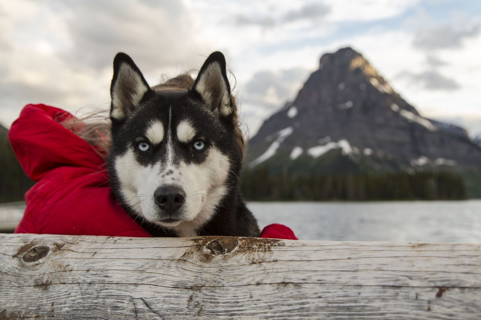 Canon EF 24-105mm F4L IS USM sample photo. Husky, dog, canine photography