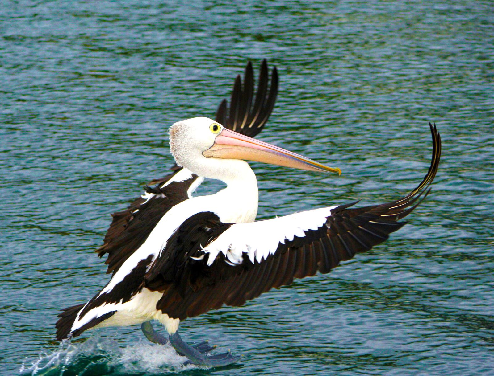 Canon EOS 400D (EOS Digital Rebel XTi / EOS Kiss Digital X) sample photo. Pelican, bird, nature photography