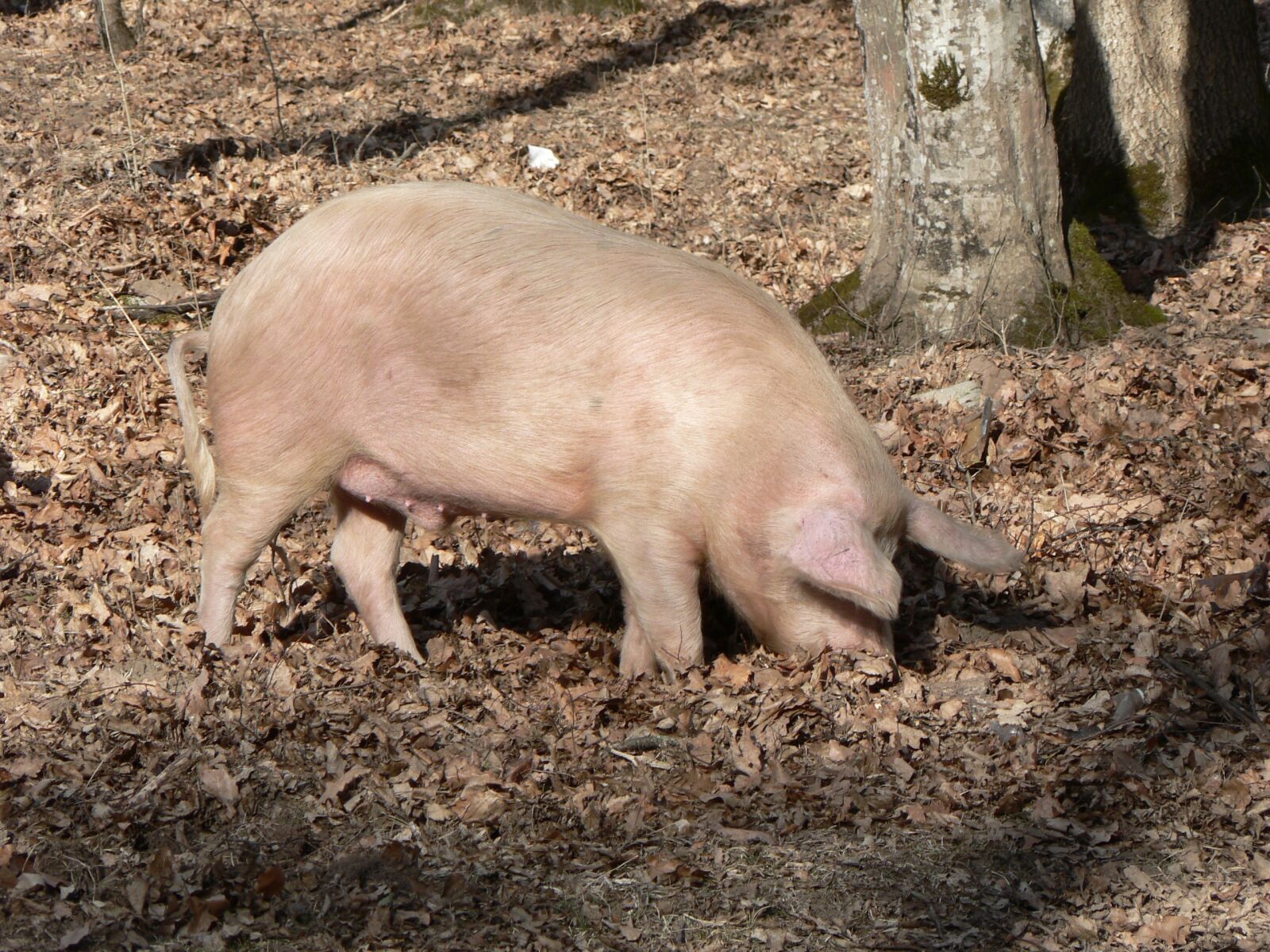 Panasonic DMC-FZ5 sample photo. Pigs, animals, autumn photography