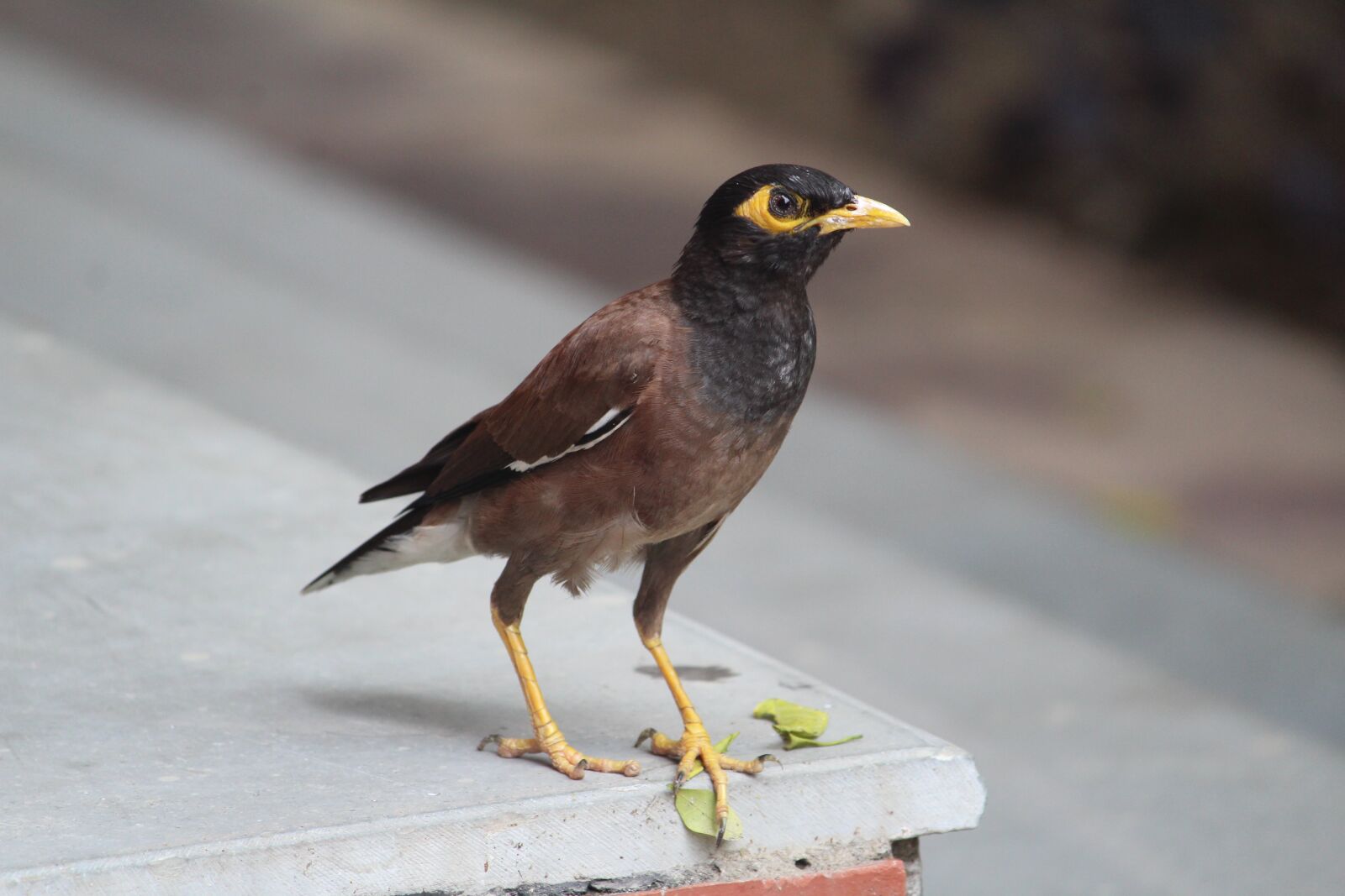 Canon EOS 1200D (EOS Rebel T5 / EOS Kiss X70 / EOS Hi) sample photo. Myna, bird, acridotheres tristis photography