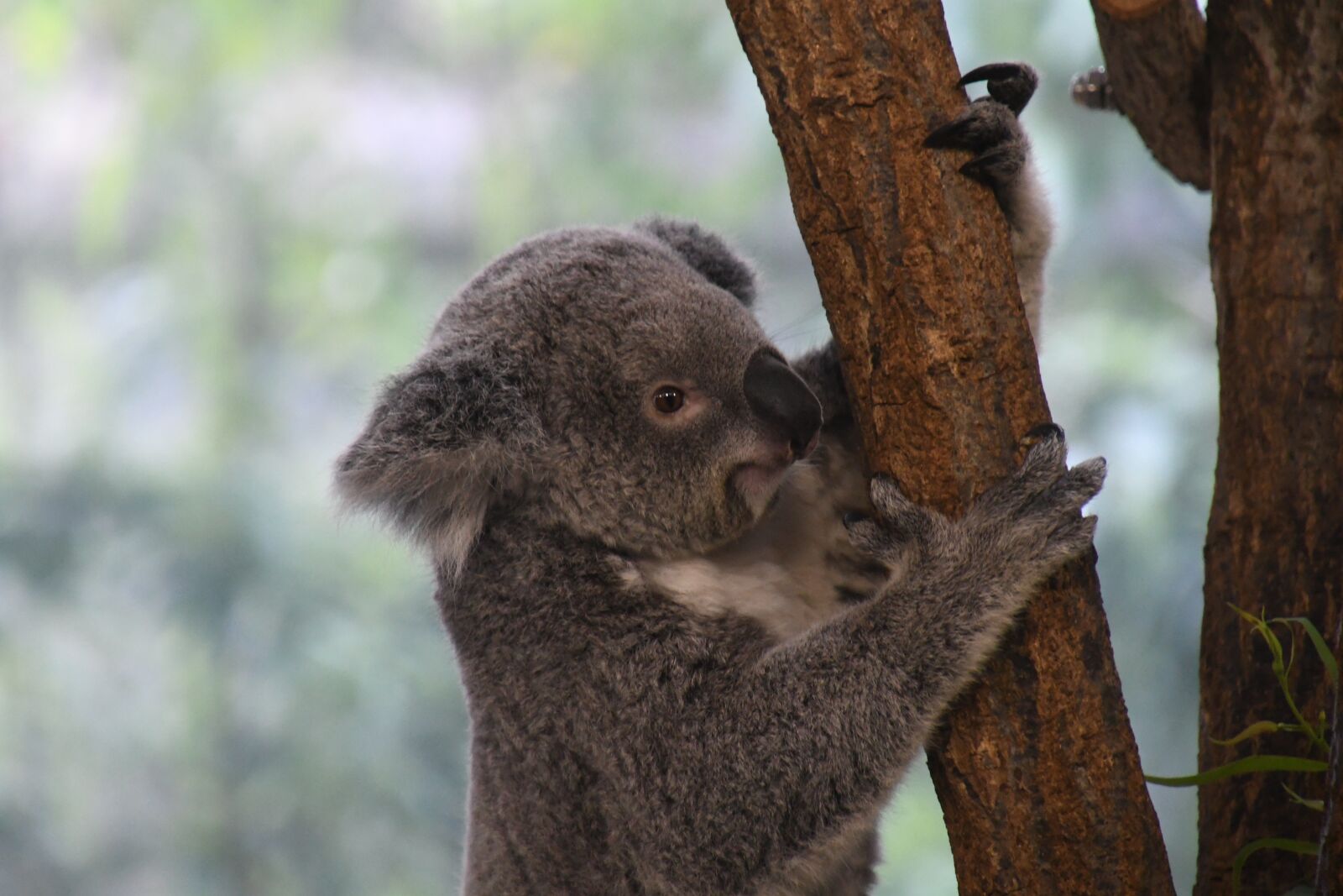 Nikon D7500 sample photo. Koala, zoo, animal photography