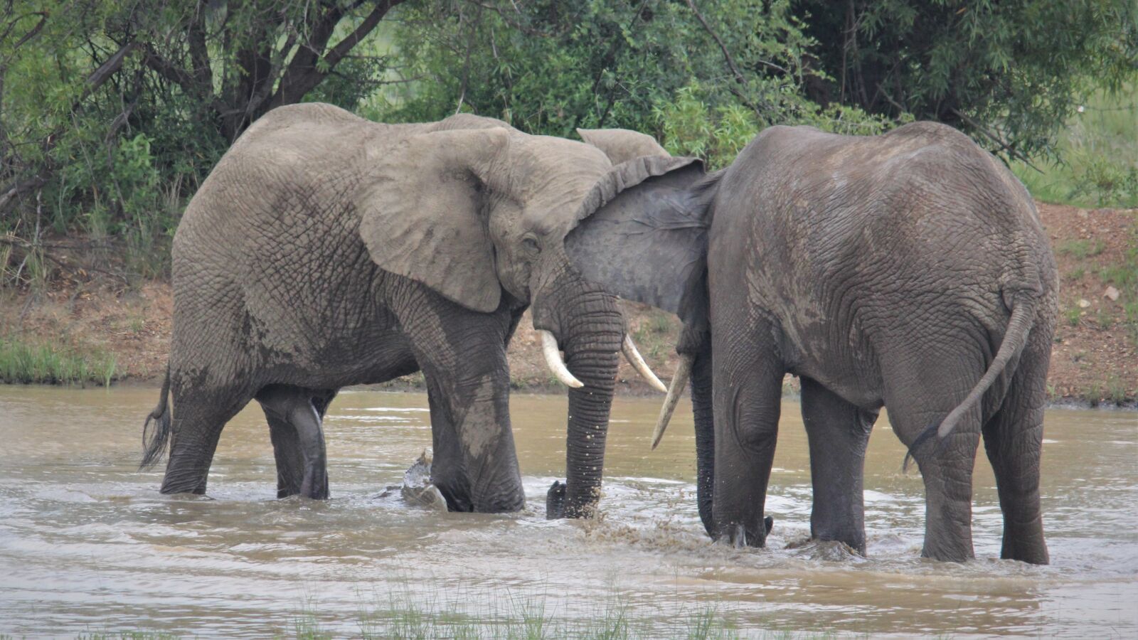 Canon EOS 60D sample photo. African elephants, stare, approach photography