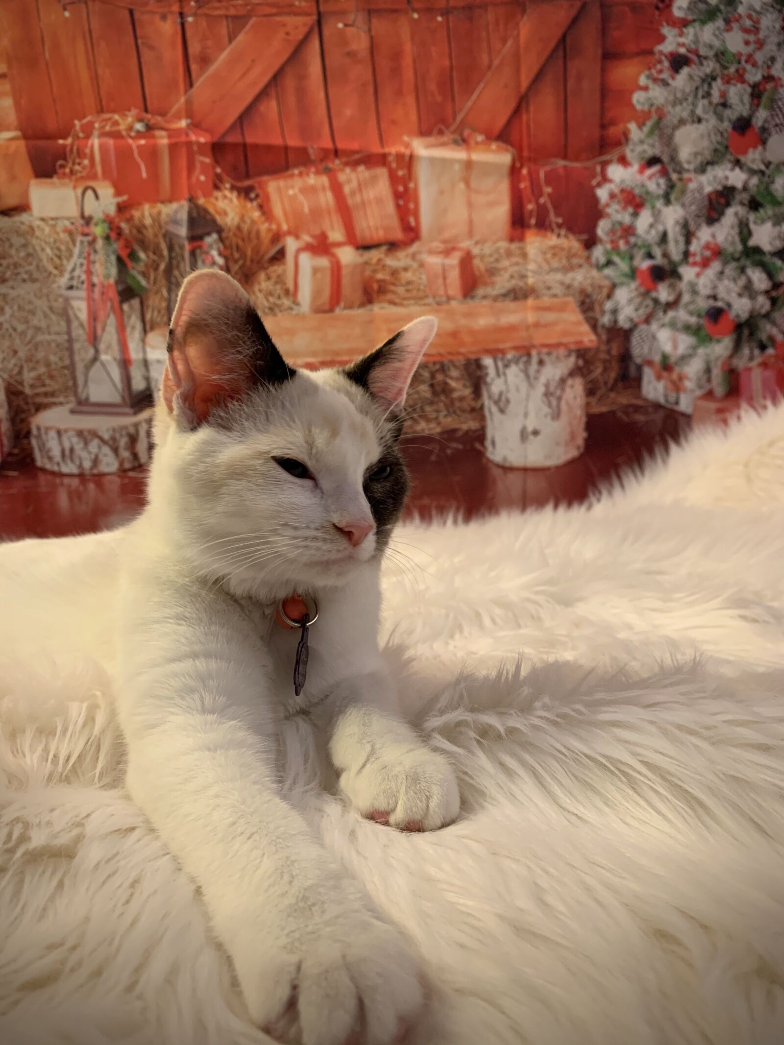Apple iPhone XR sample photo. Cat, christmas, fur photography