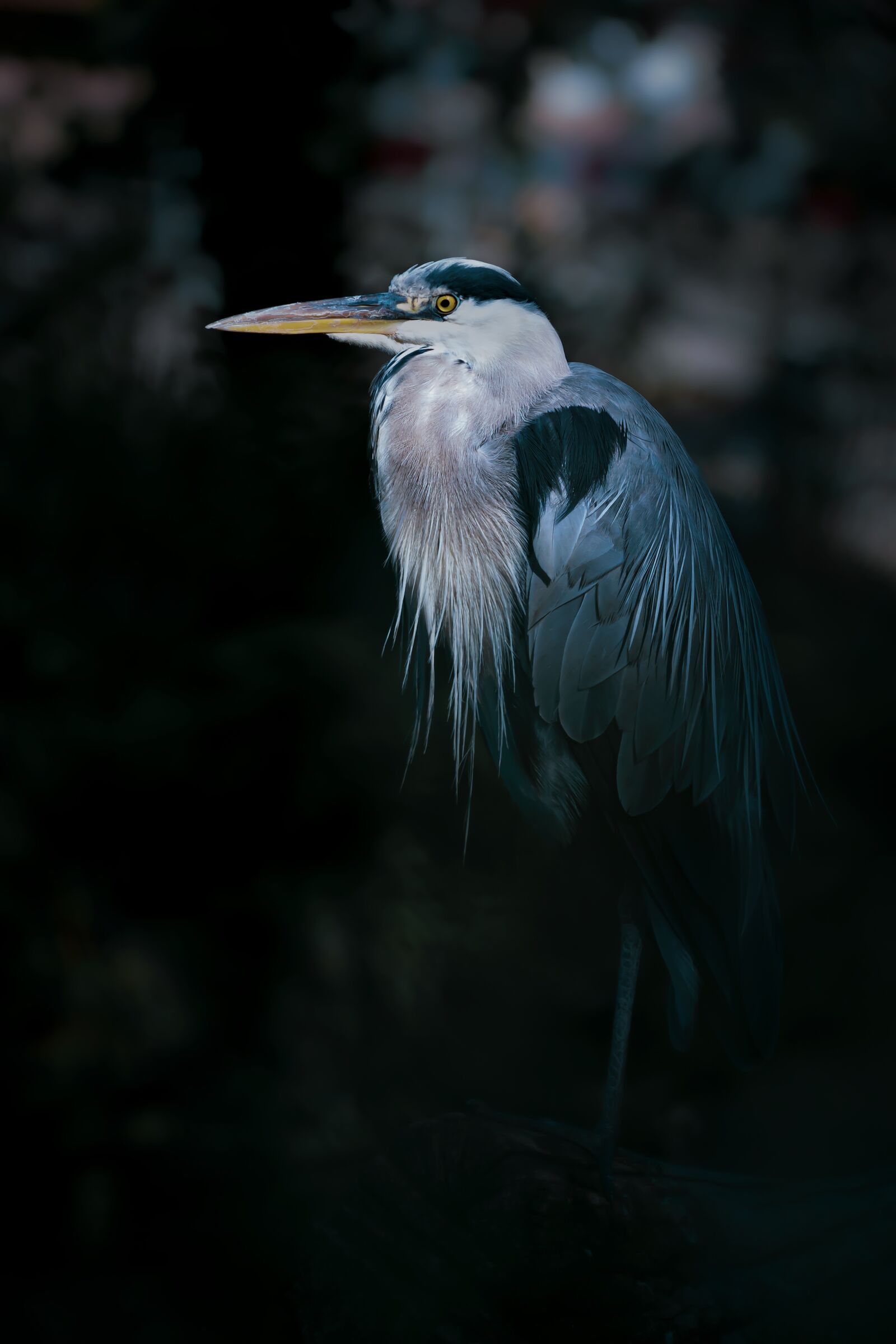 Canon EOS 7D sample photo. Heron, bird, animal photography