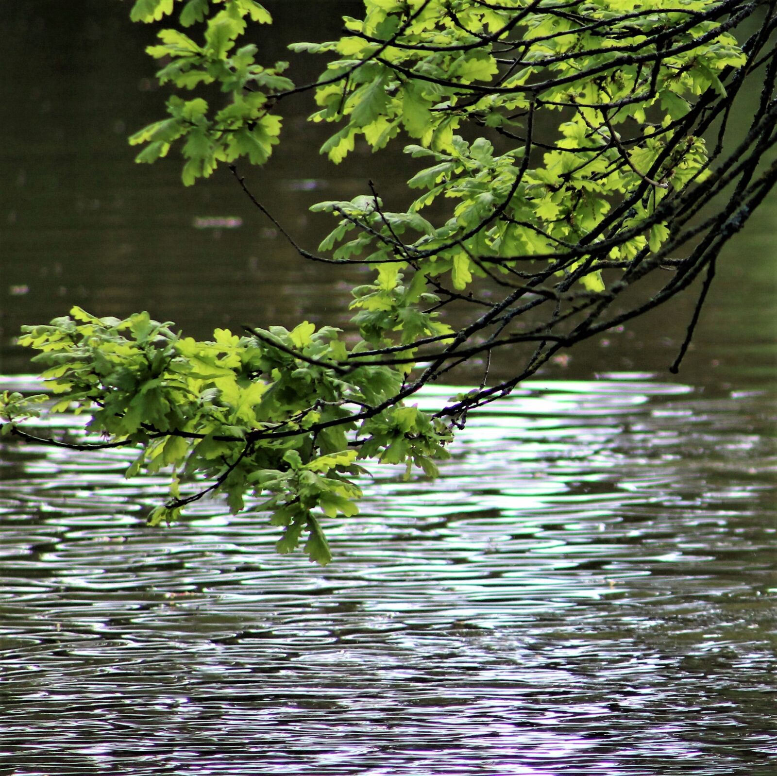 Canon EF75-300mm f/4-5.6 sample photo. Water, nature, reflection photography