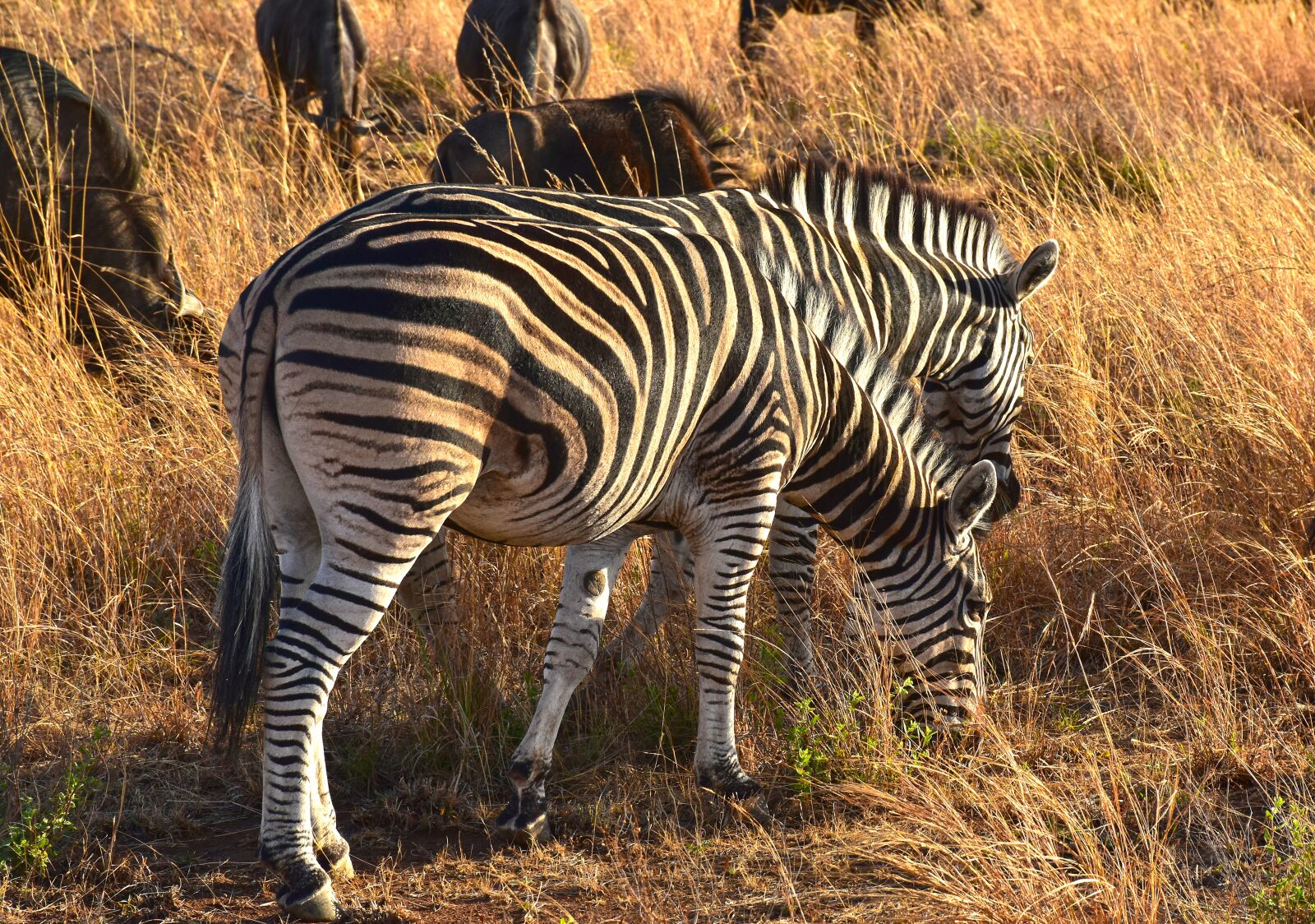 Nikon D5600 sample photo. Zebra, animals, africa photography
