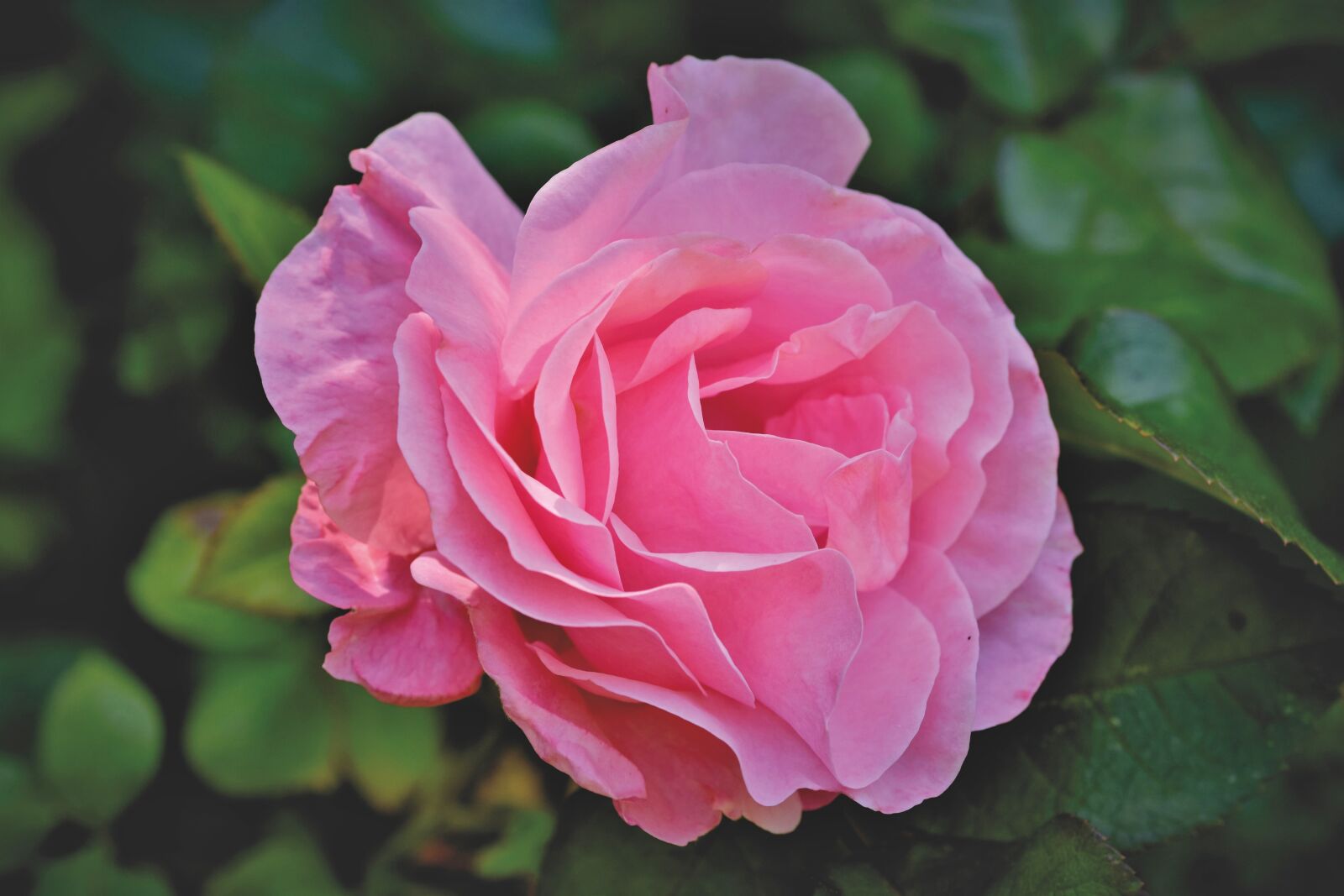 Nikon D7200 sample photo. Rose, rose bloom, garden photography