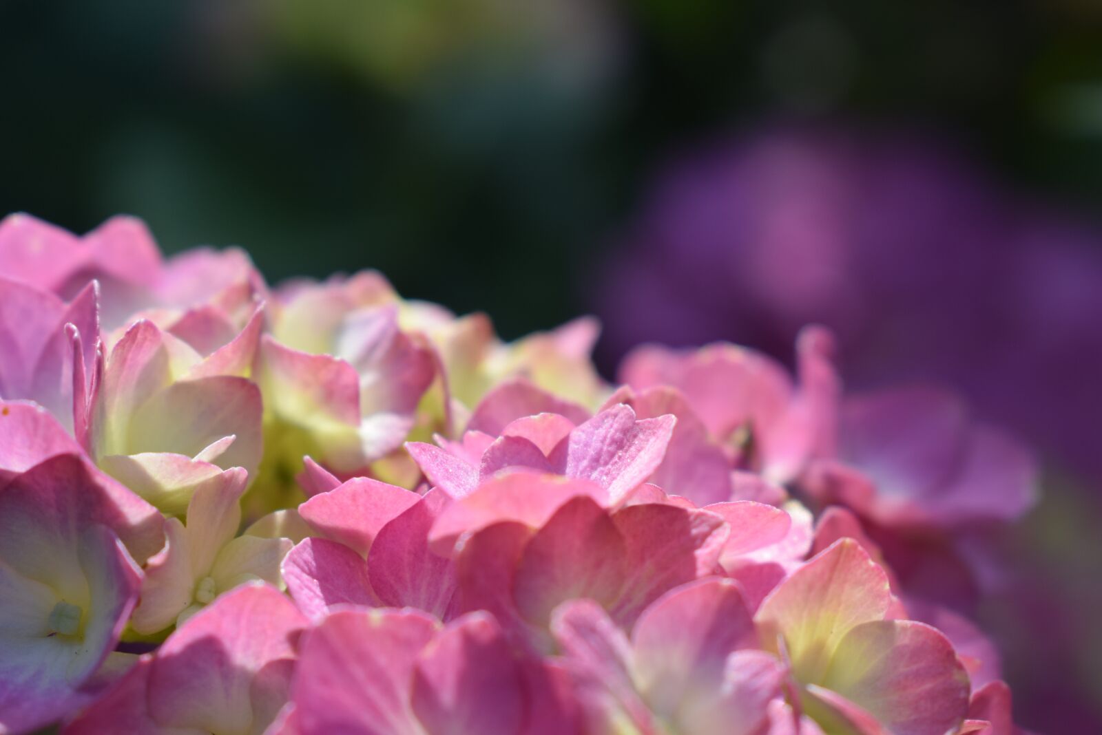 Nikon D5300 sample photo. Hydrangea, blossom, bloom photography