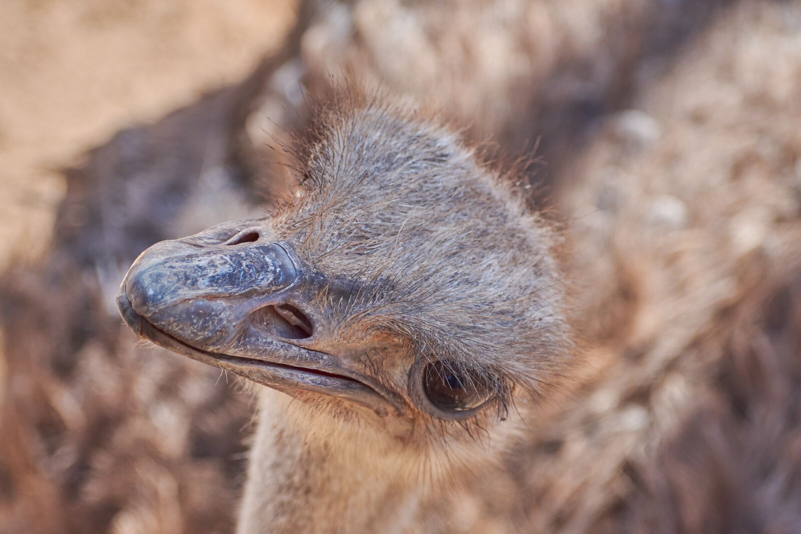 Nikon D7200 sample photo. Strauss, bird, runners photography