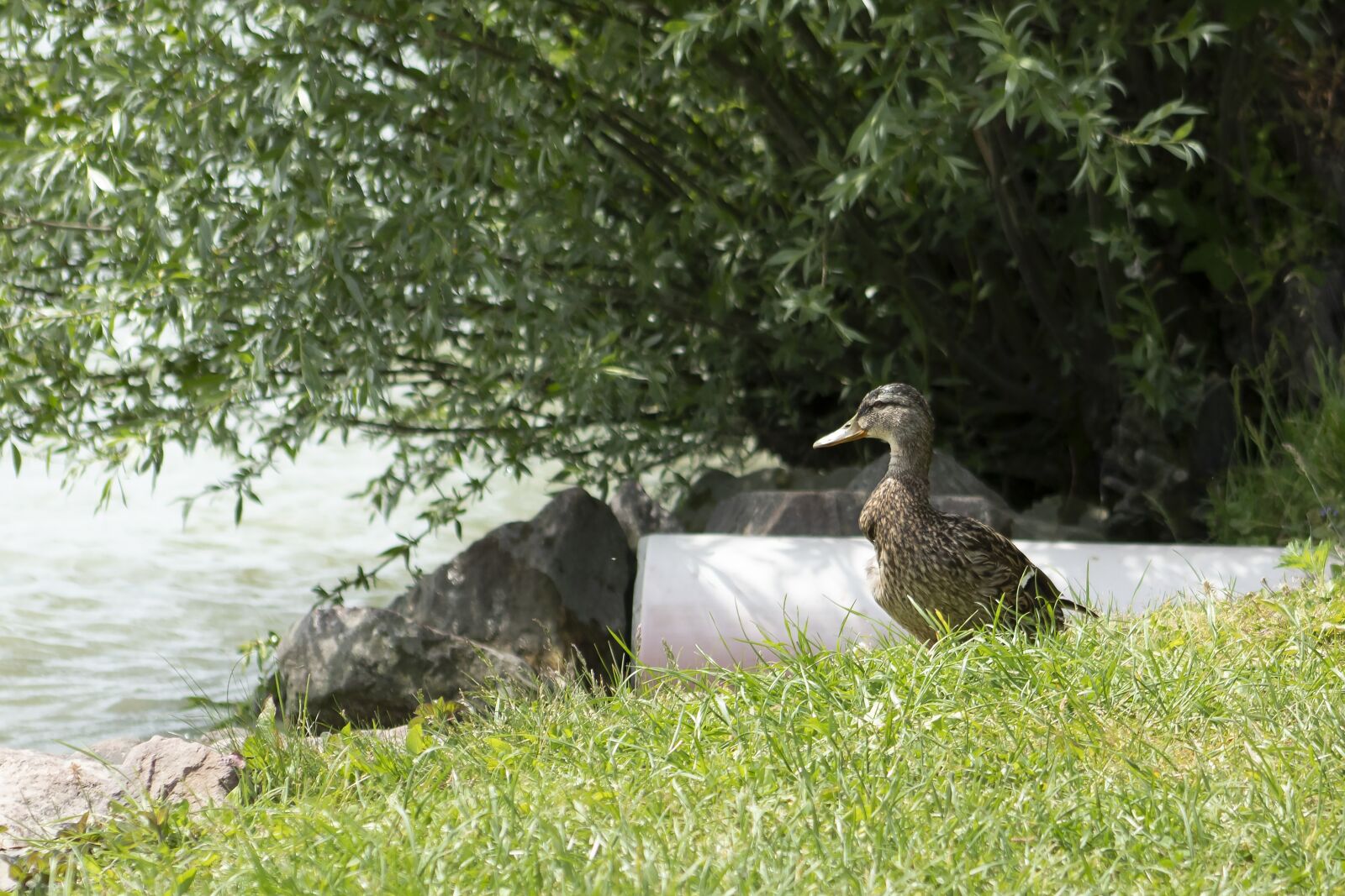 Canon EF75-300mm f/4-5.6 sample photo. Wild ducks, teal, duck photography