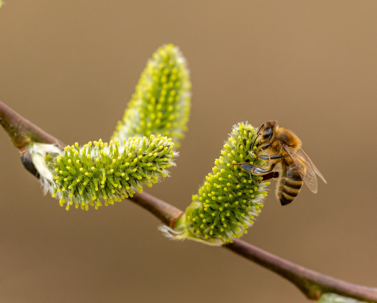 Nikon D850 sample photo. Catkins, cats, bee photography