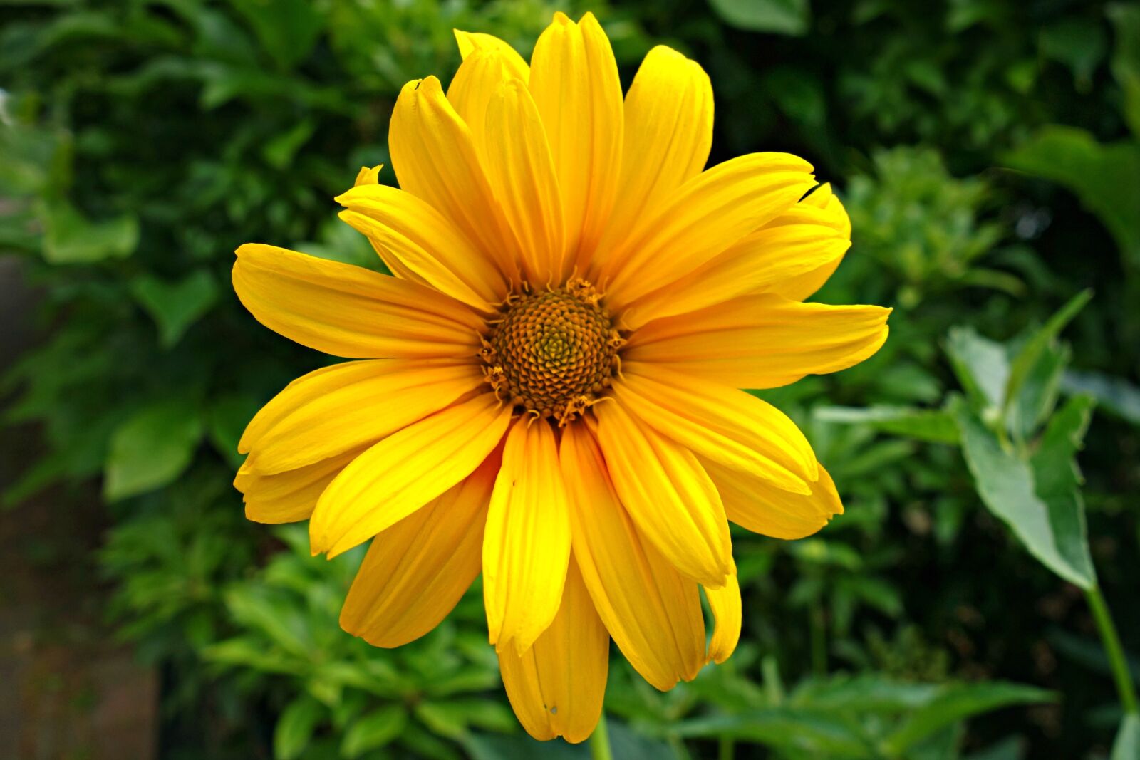 Sony Cyber-shot DSC-RX100 sample photo. Flower, yellow flower, bloom photography