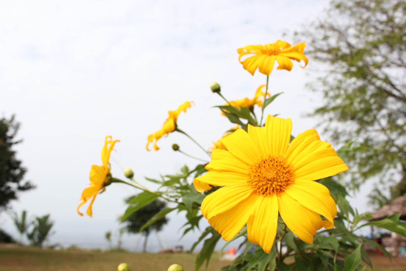 Canon EOS 550D (EOS Rebel T2i / EOS Kiss X4) sample photo. Nature, flora, summer photography