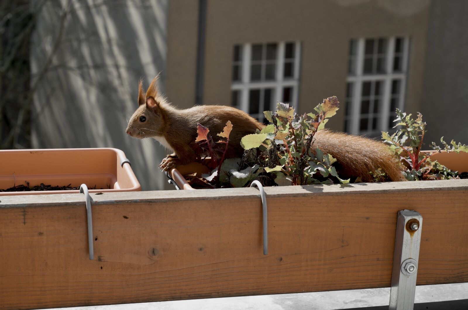 Nikon D7000 sample photo. Squirrel, balcony, cute photography