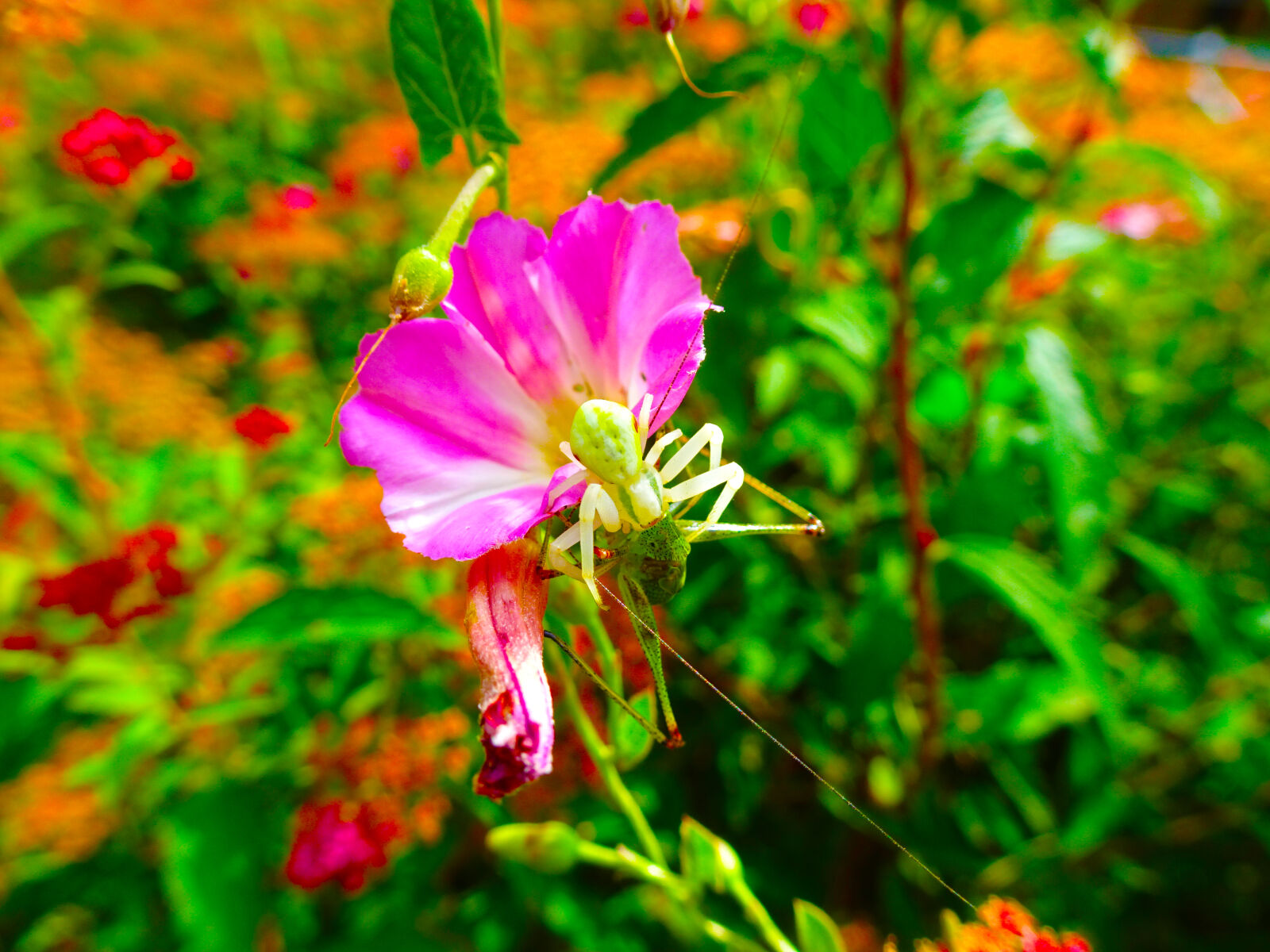 Sony Cyber-shot DSC-HX90V sample photo. Flower, macro, spider photography