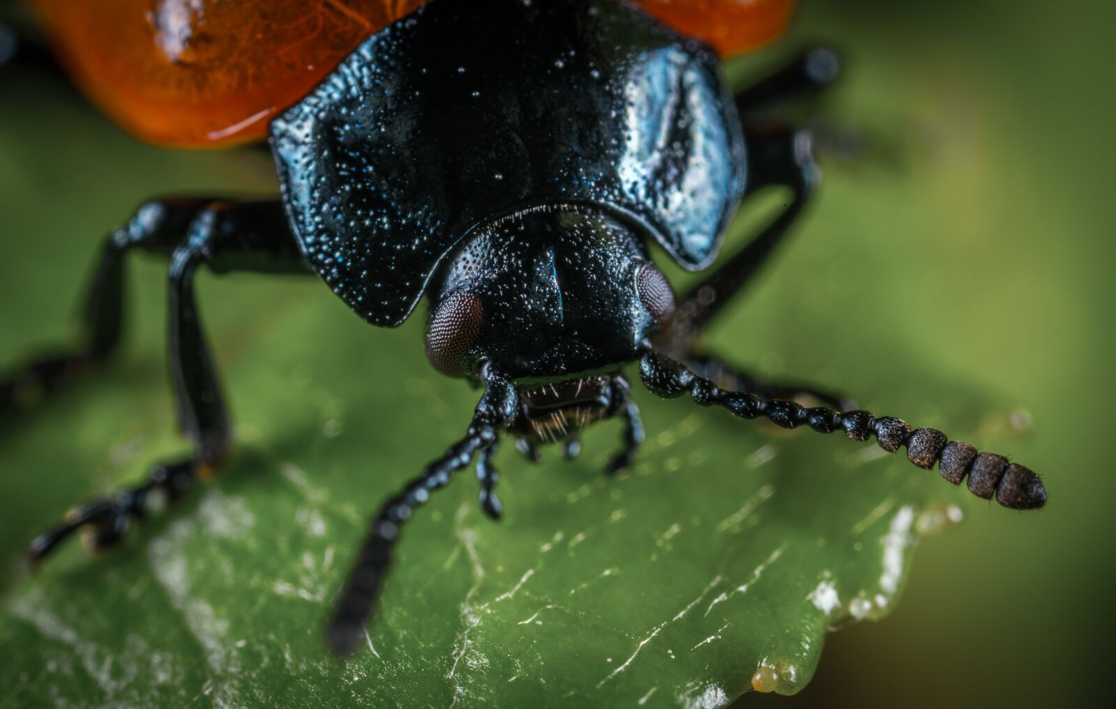 #124 65/2.8 sample photo. Bespozvonochnoe, insect, beetle photography
