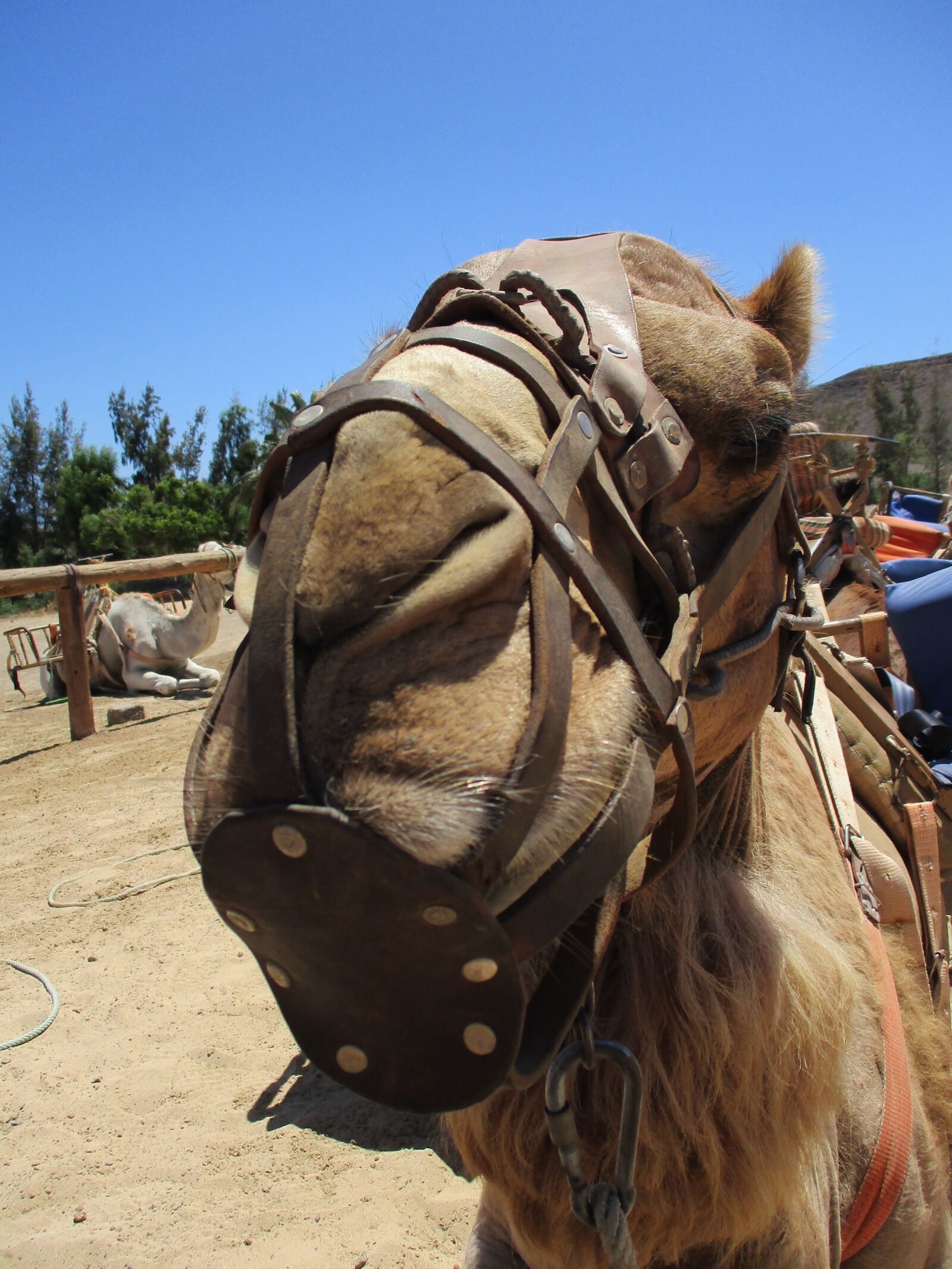 Canon IXUS 185 sample photo. Camel, fuerteventura photography