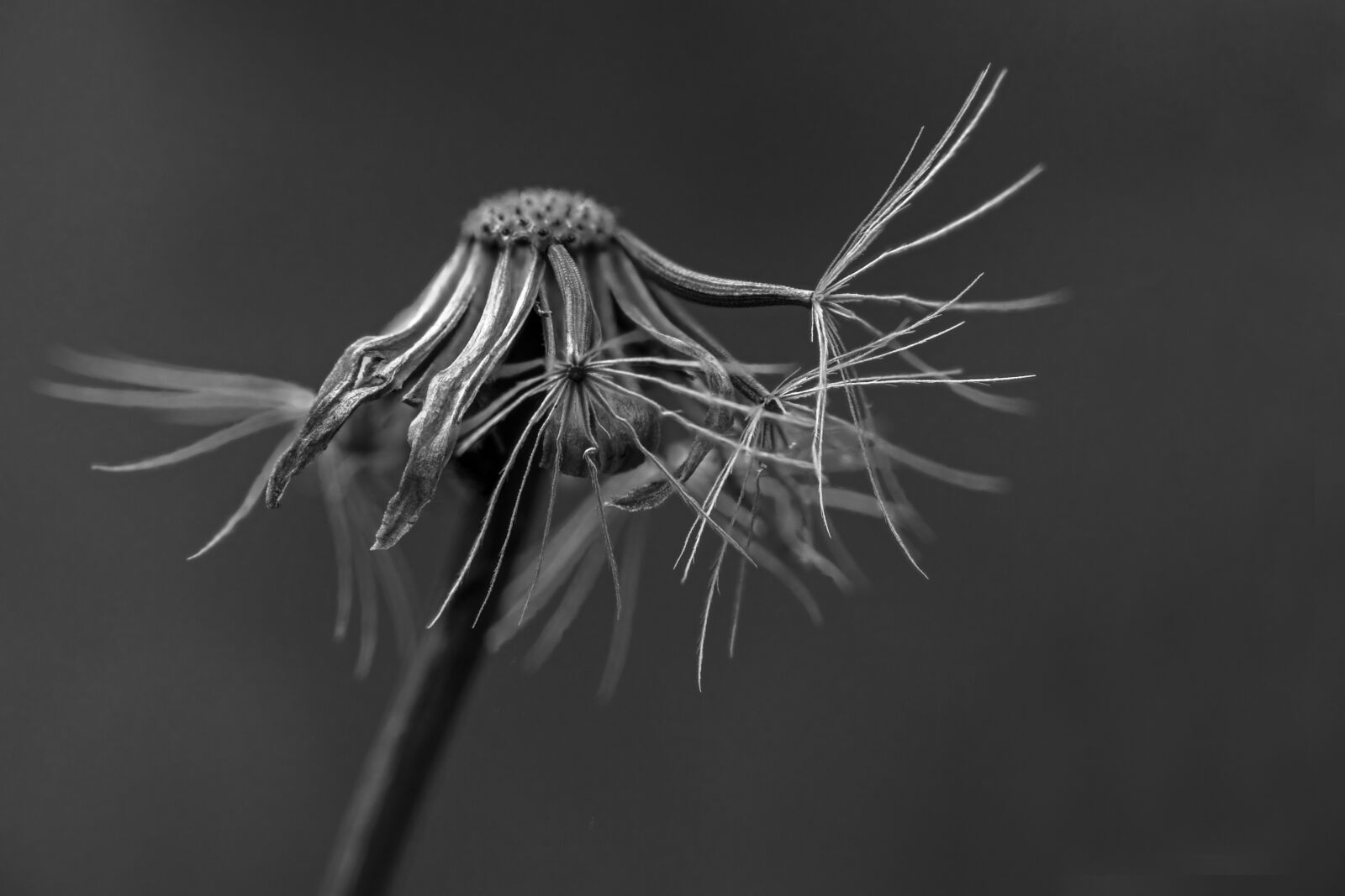 Tamron SP AF 60mm F2 Di II LD IF Macro sample photo. Faded, dandelion, seeds photography