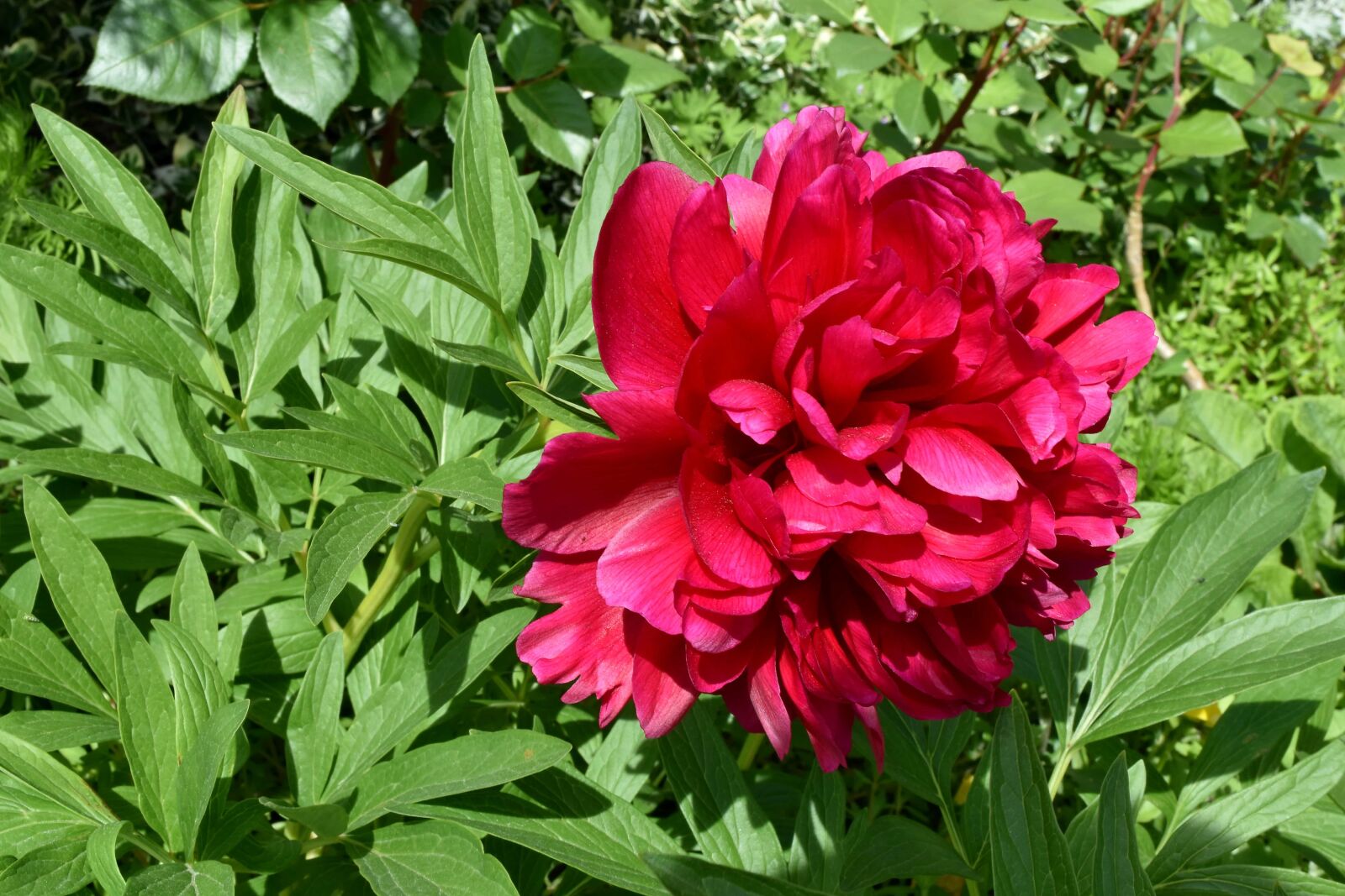 Nikon D5500 sample photo. Flower garden, flowering, peony photography