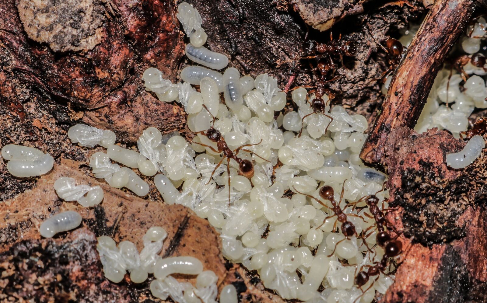 Куколки муравьев. Яйца личинки куколки муравьев. Муравьи яйца личинки куколки. Личинки муравьев (муравьиные яйца).