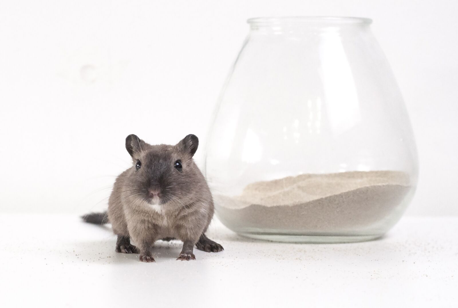 Nikon D5000 sample photo. Gerbil, desert rat, burmese photography