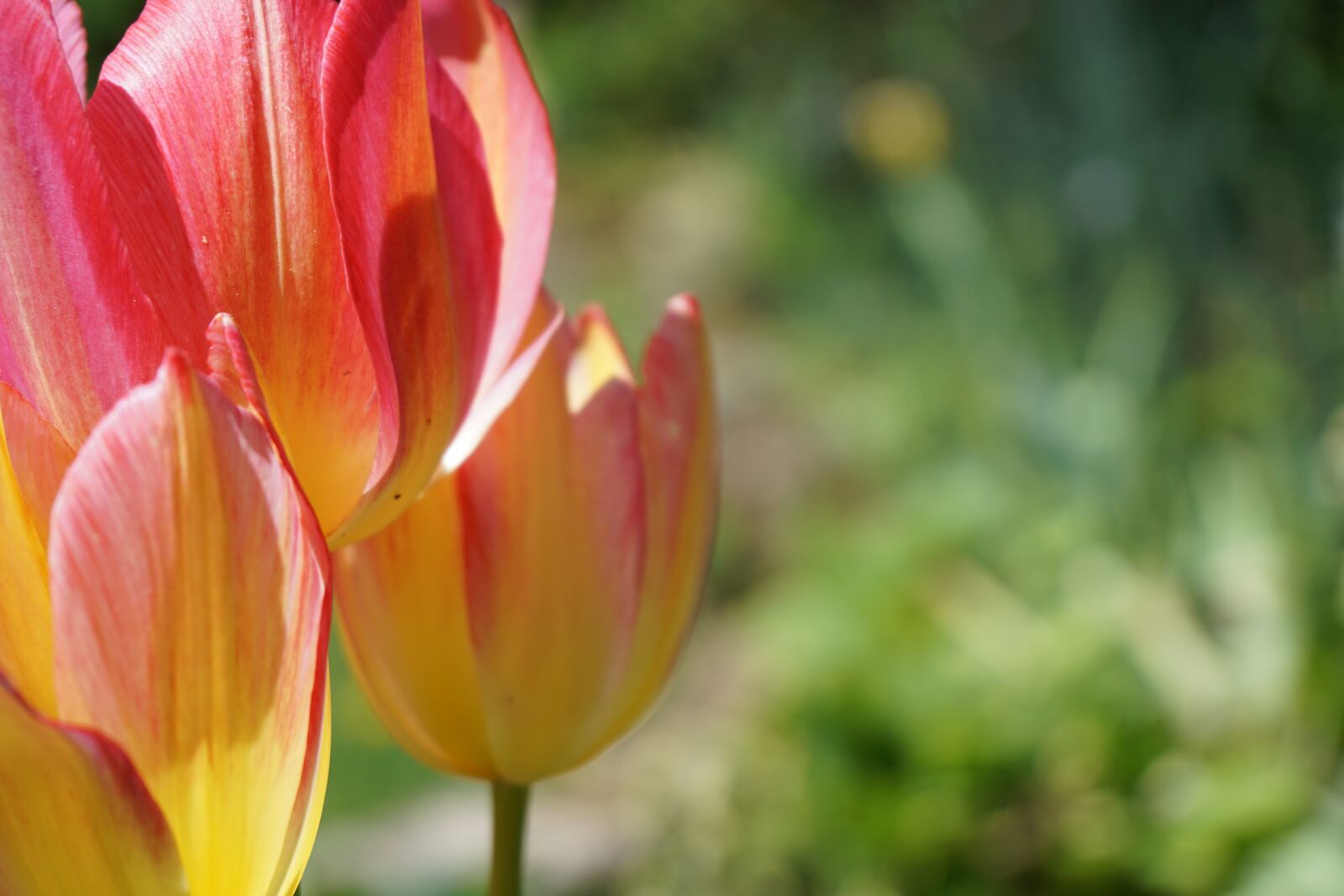 Sony a6000 sample photo. Zbtvnurcmei, o, tbzvnrucmei photography