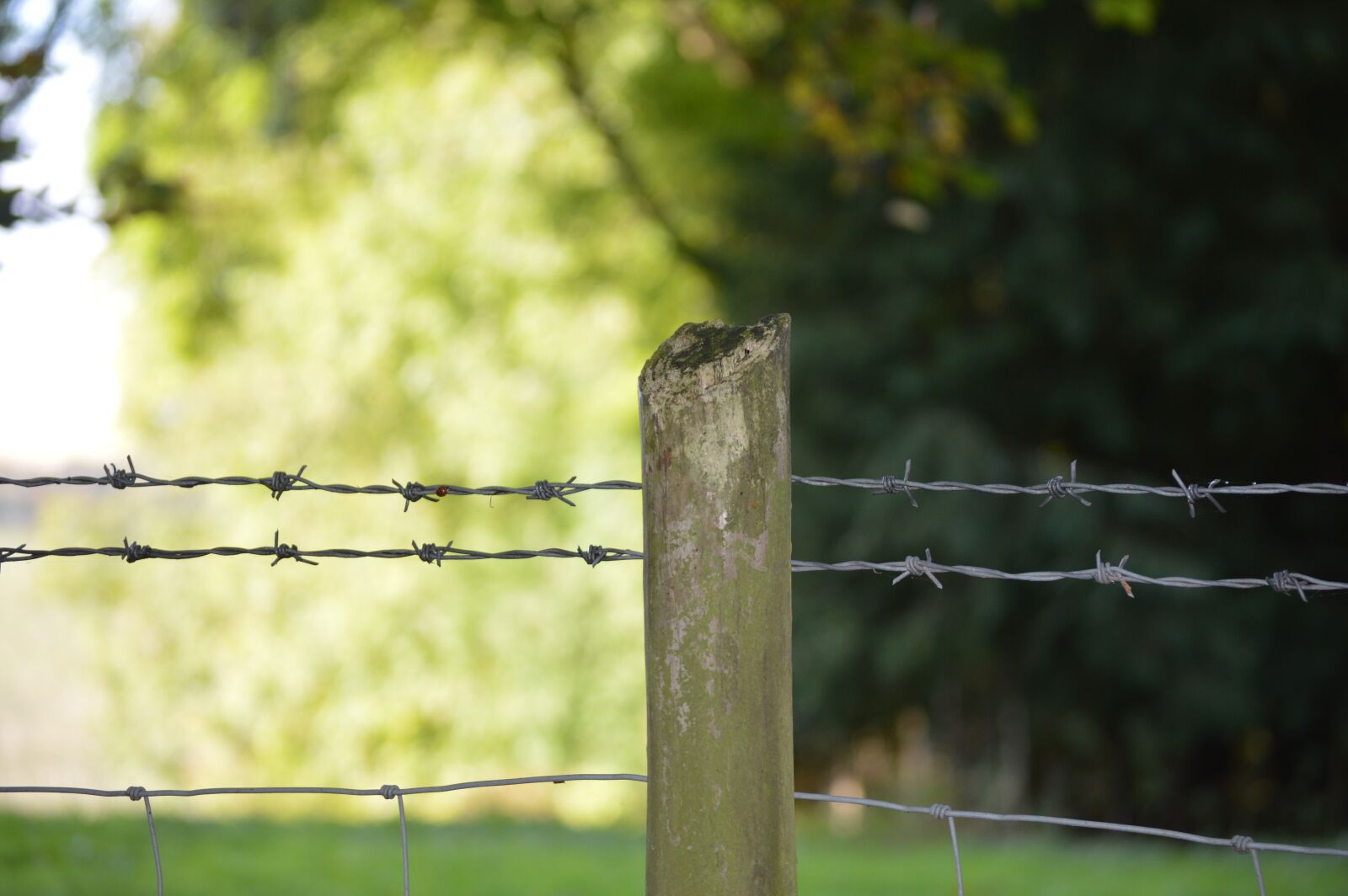 Nikon D3200 sample photo. Fence, barbed wire, green photography