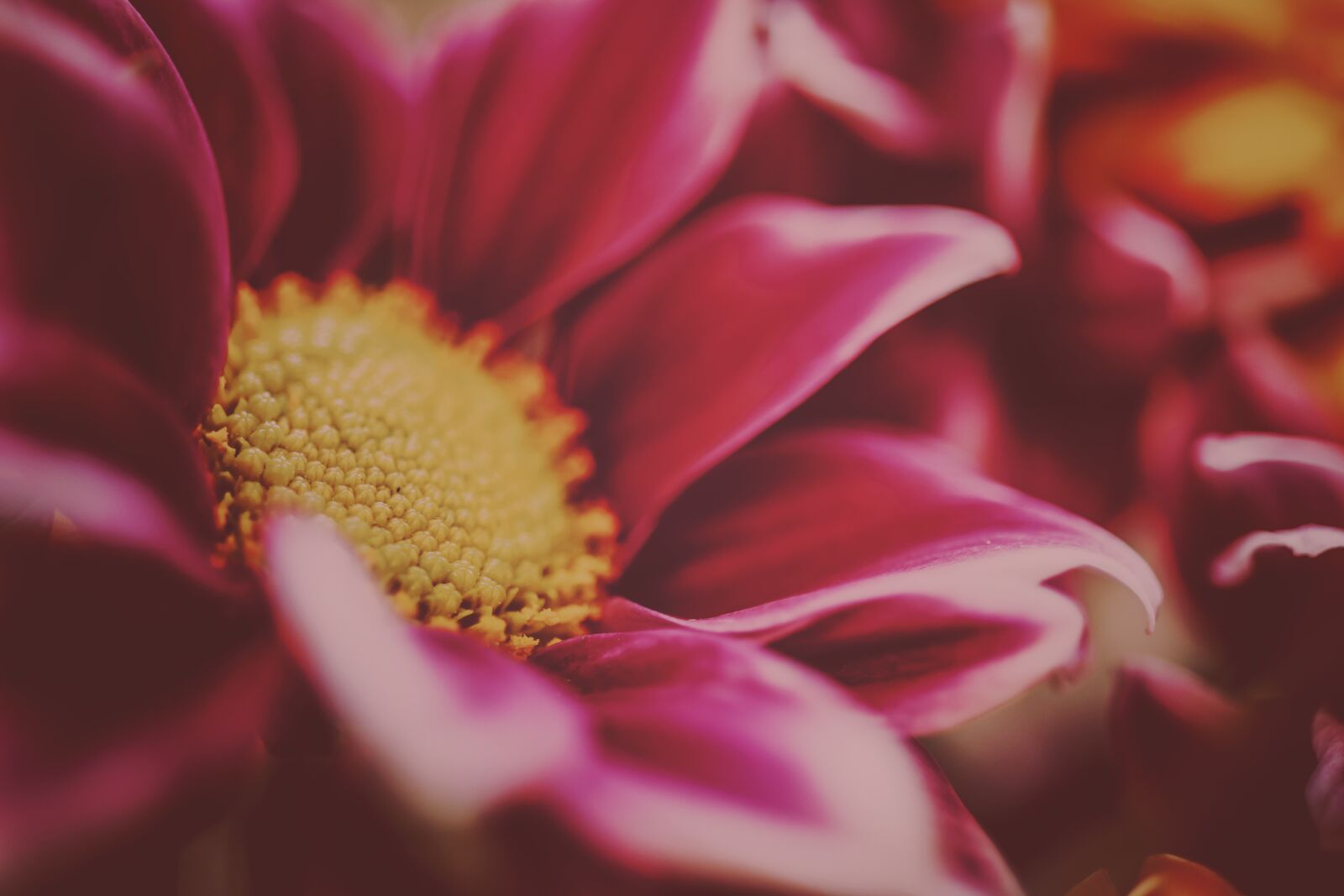Canon EF-S 35mm F2.8 Macro IS STM sample photo. Flower, close up, discreet photography