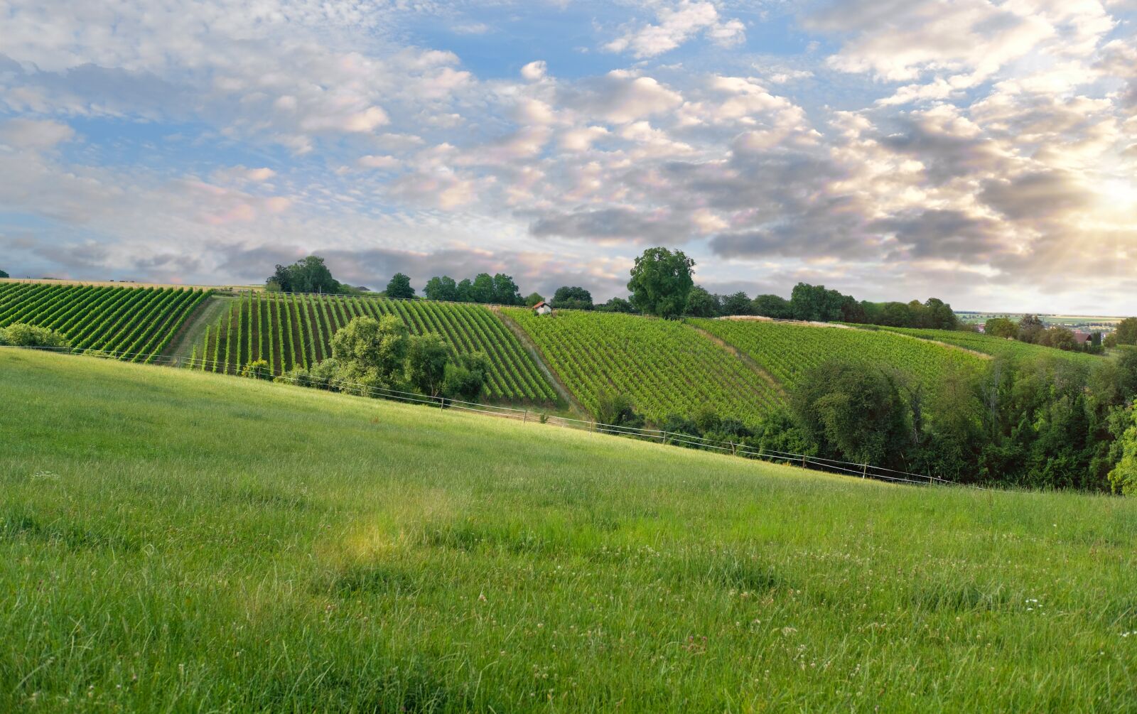 Fujifilm X-T2 + Fujifilm XF 35mm F2 R WR sample photo. Meadow, vineyards, winegrowing photography