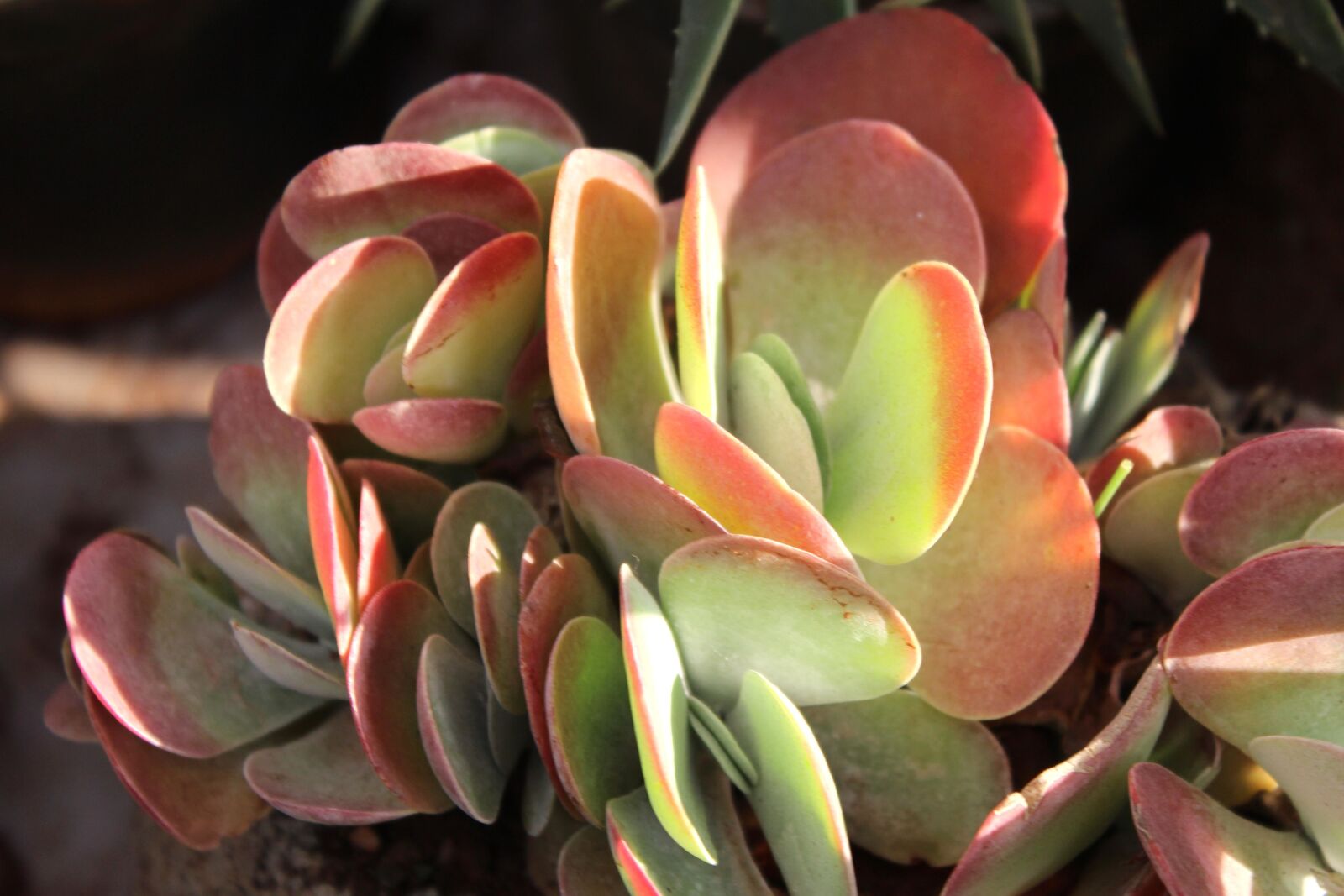 Canon EOS 600D (Rebel EOS T3i / EOS Kiss X5) sample photo. Plant, macro, detail, leaf photography