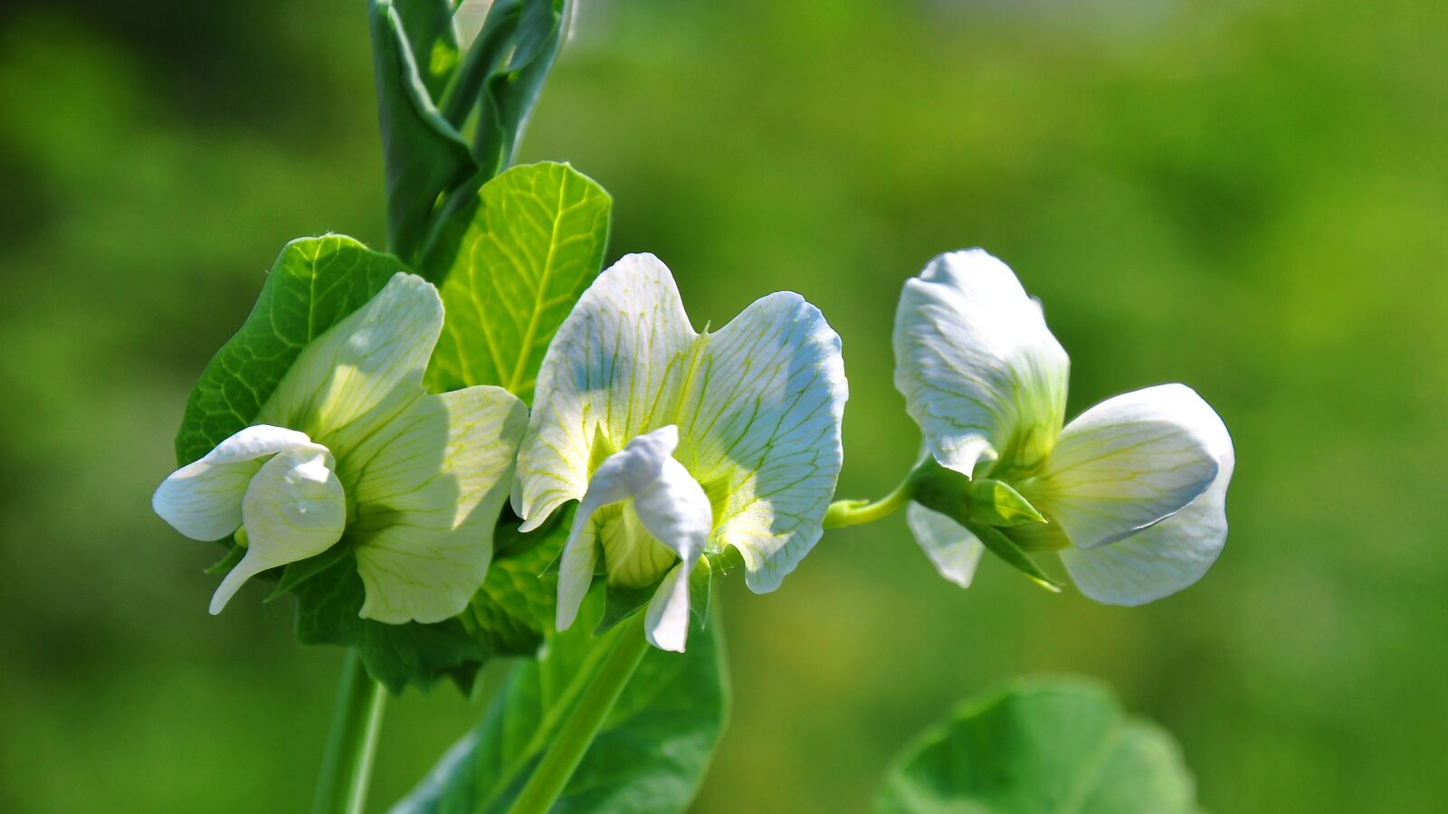 Nikon D90 sample photo. Spring, nature, pea photography