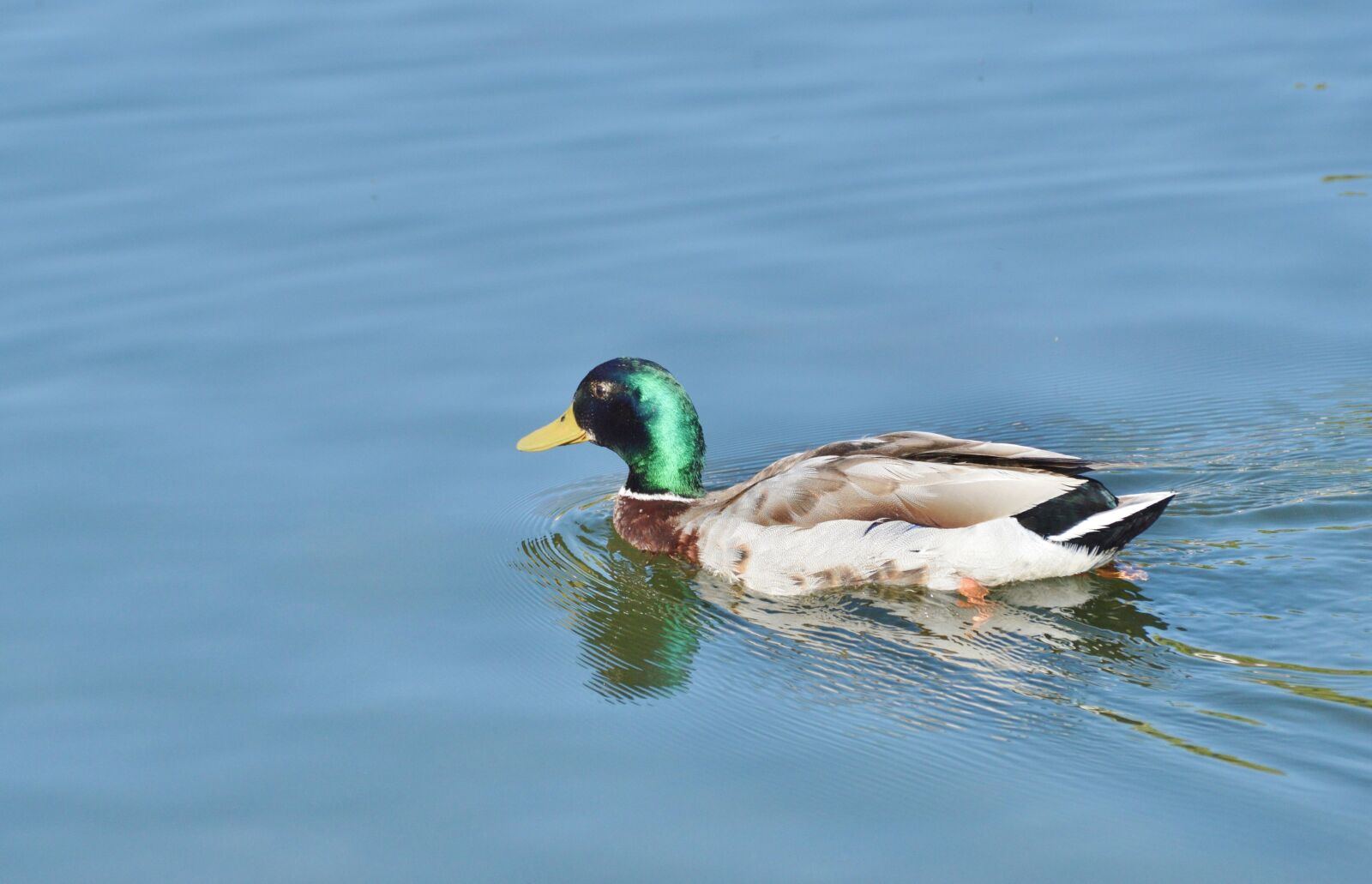 Nikon D3200 sample photo. Ducks, waterfowl, bird photography