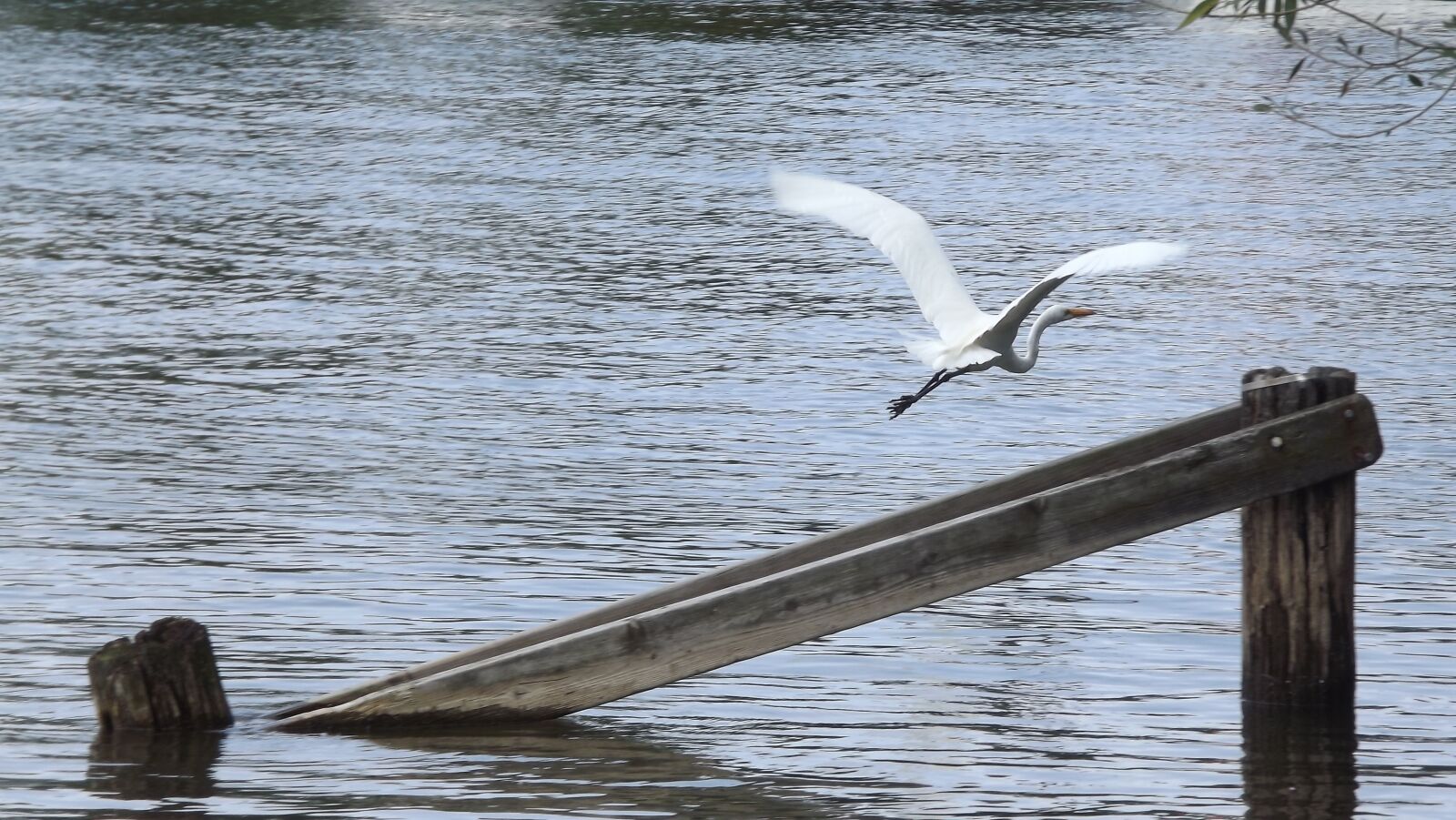 Fujifilm FinePix S3400 sample photo. Birds, great white egret photography