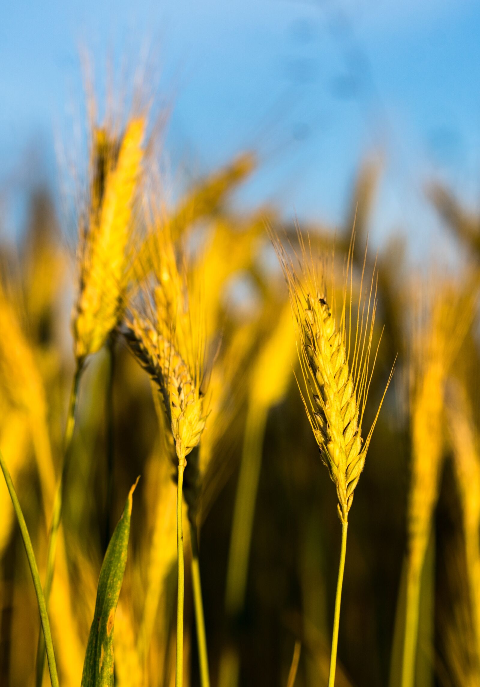 Sony a7 II + ZEISS Batis 85mm F1.8 sample photo. Cereals, wheat, growth photography