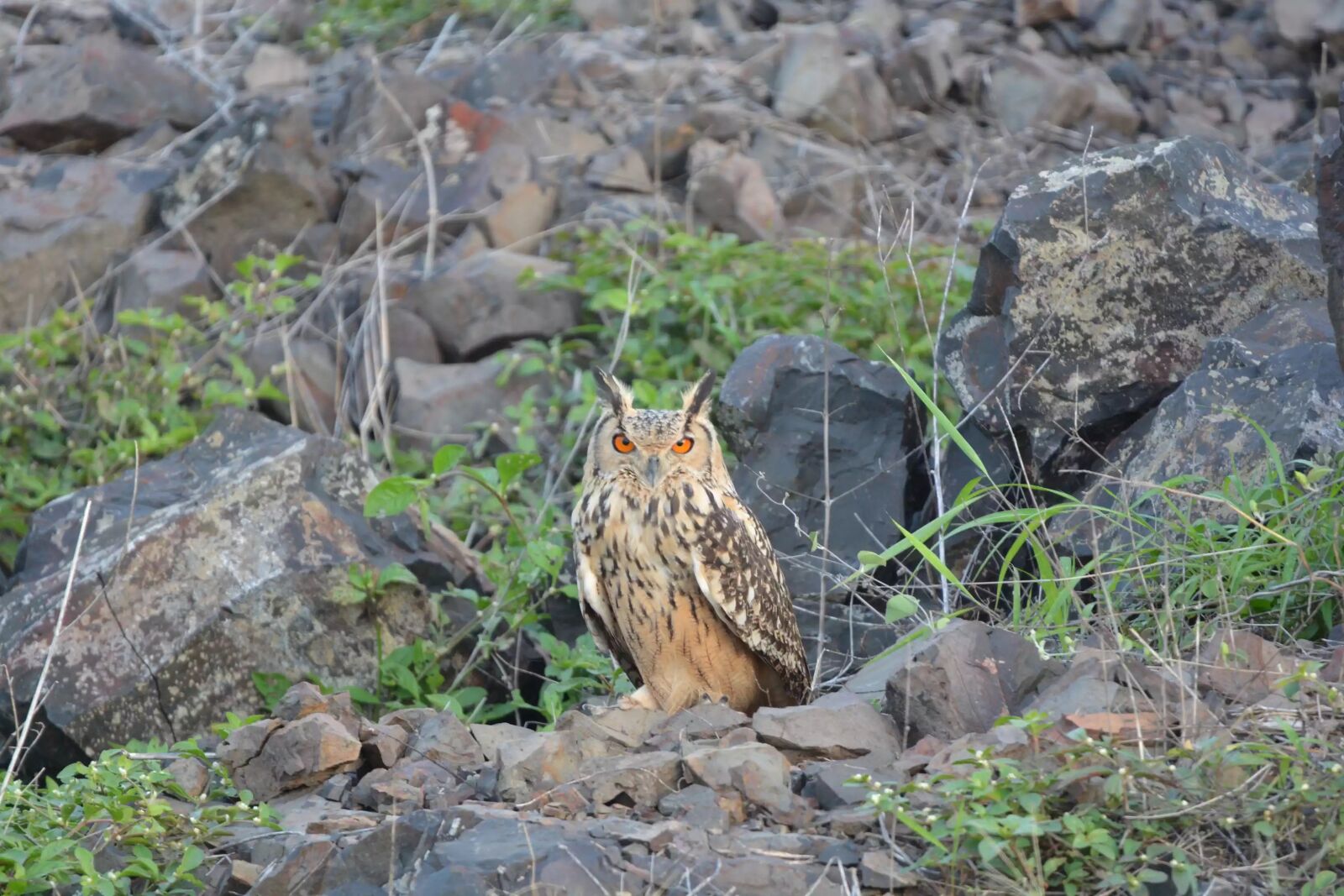 Nikon D7100 sample photo. Wild, owl, bird photography