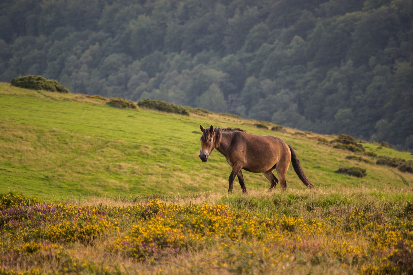 smc PENTAX-DA L 50-200mm F4-5.6 ED sample photo. Exmoor pony, pony, horse photography