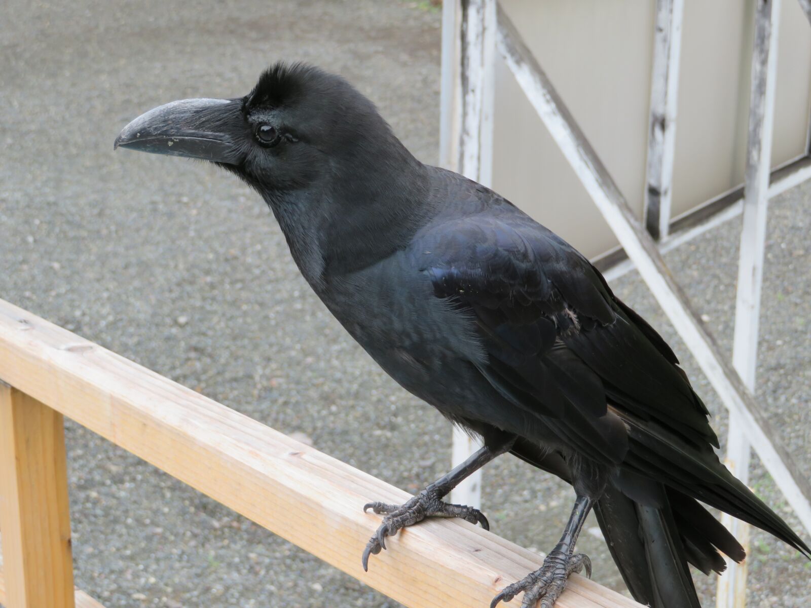 Canon PowerShot SX720 HS sample photo. Crow, blackbird, raven photography