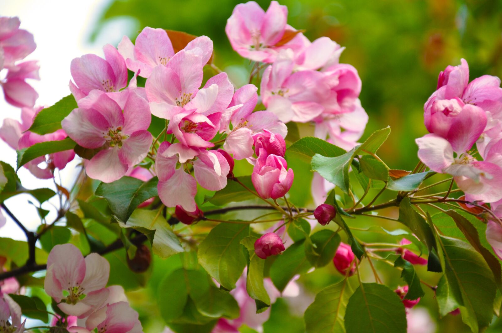 Nikon D90 sample photo. Spring, bloom, flowers photography