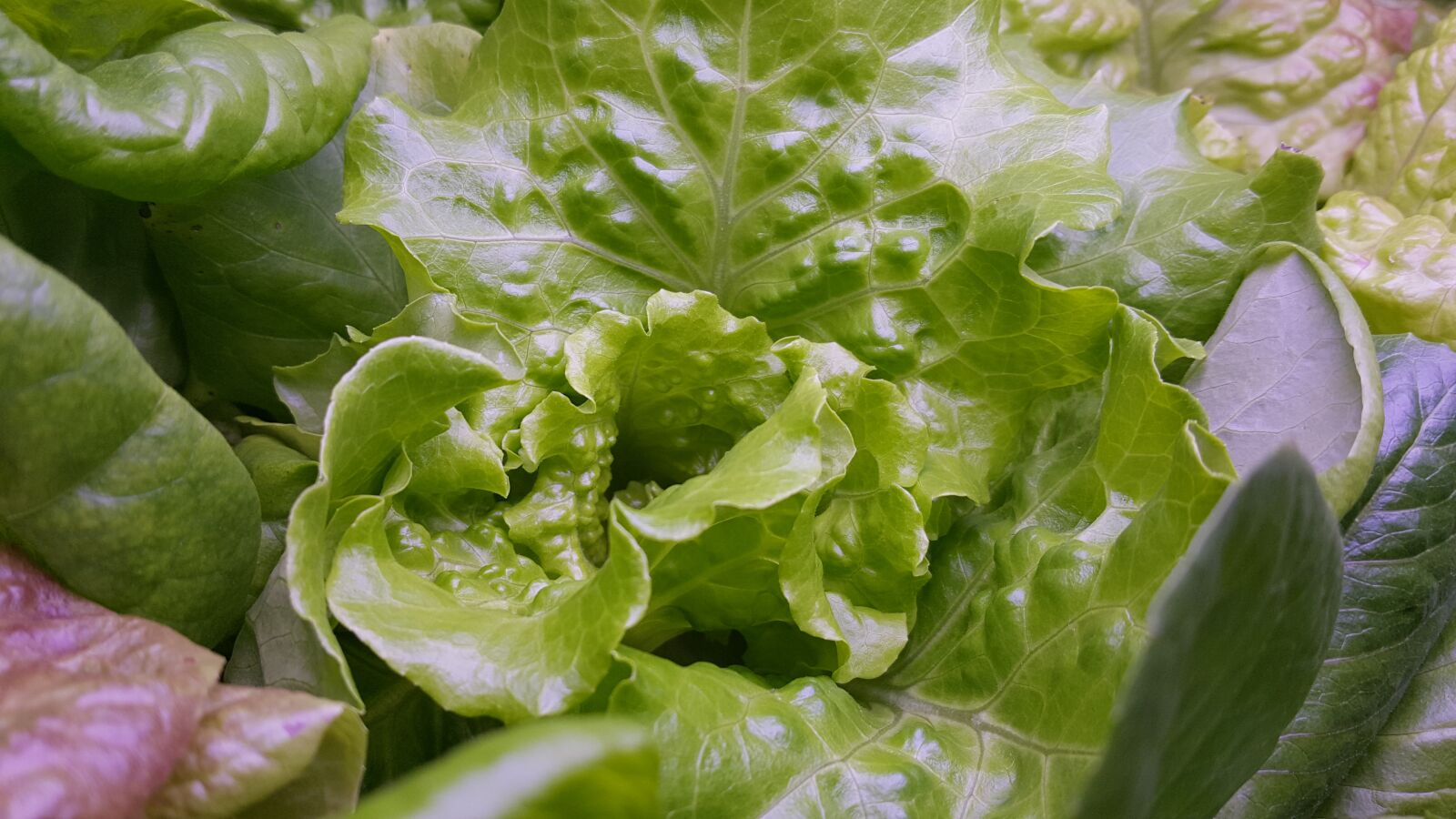 Samsung Galaxy Note5 sample photo. Green, vegetable, 萵 radicchio photography