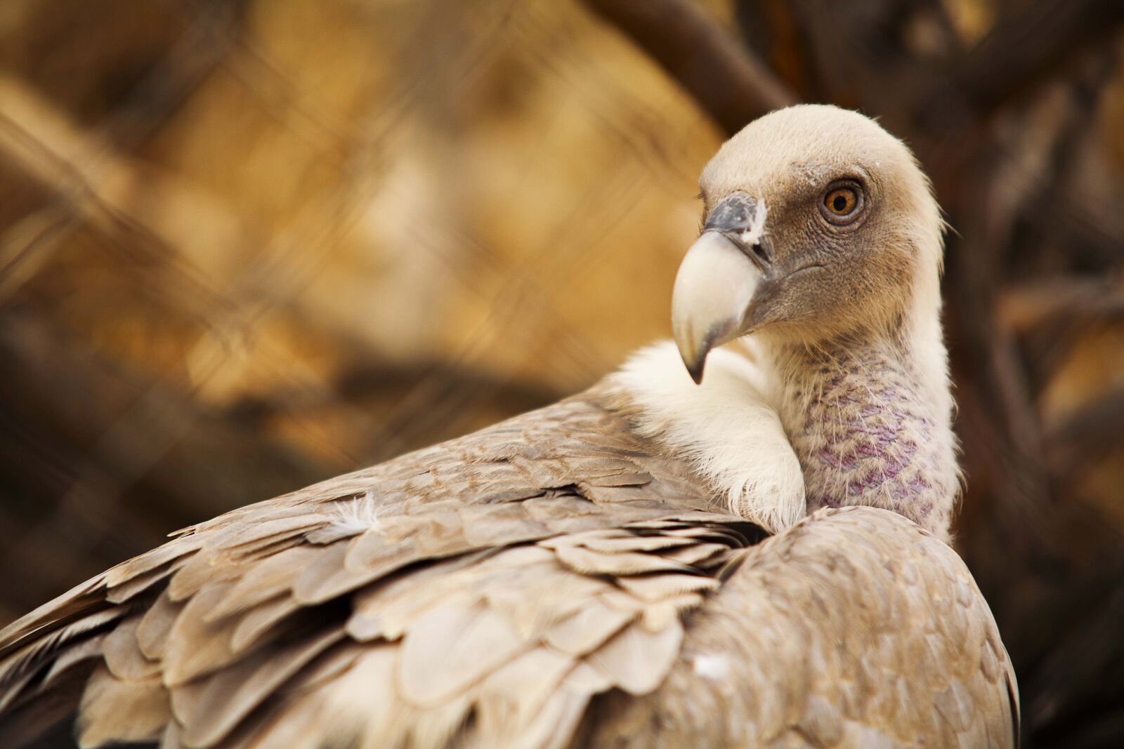 Canon EOS 5D sample photo. Vulture, el escorial, lavirian photography