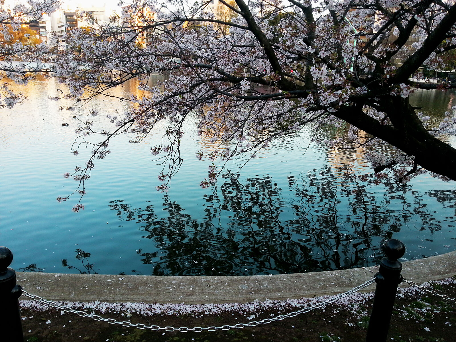 Samsung Galaxy S3 sample photo. Cherry, blossom, japan, spring photography